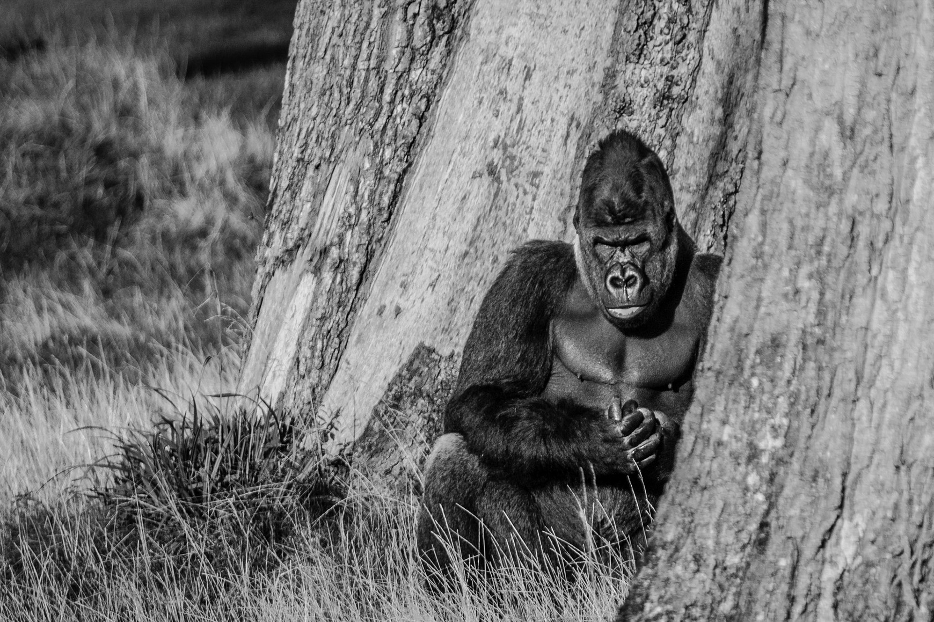 Silverback Stare