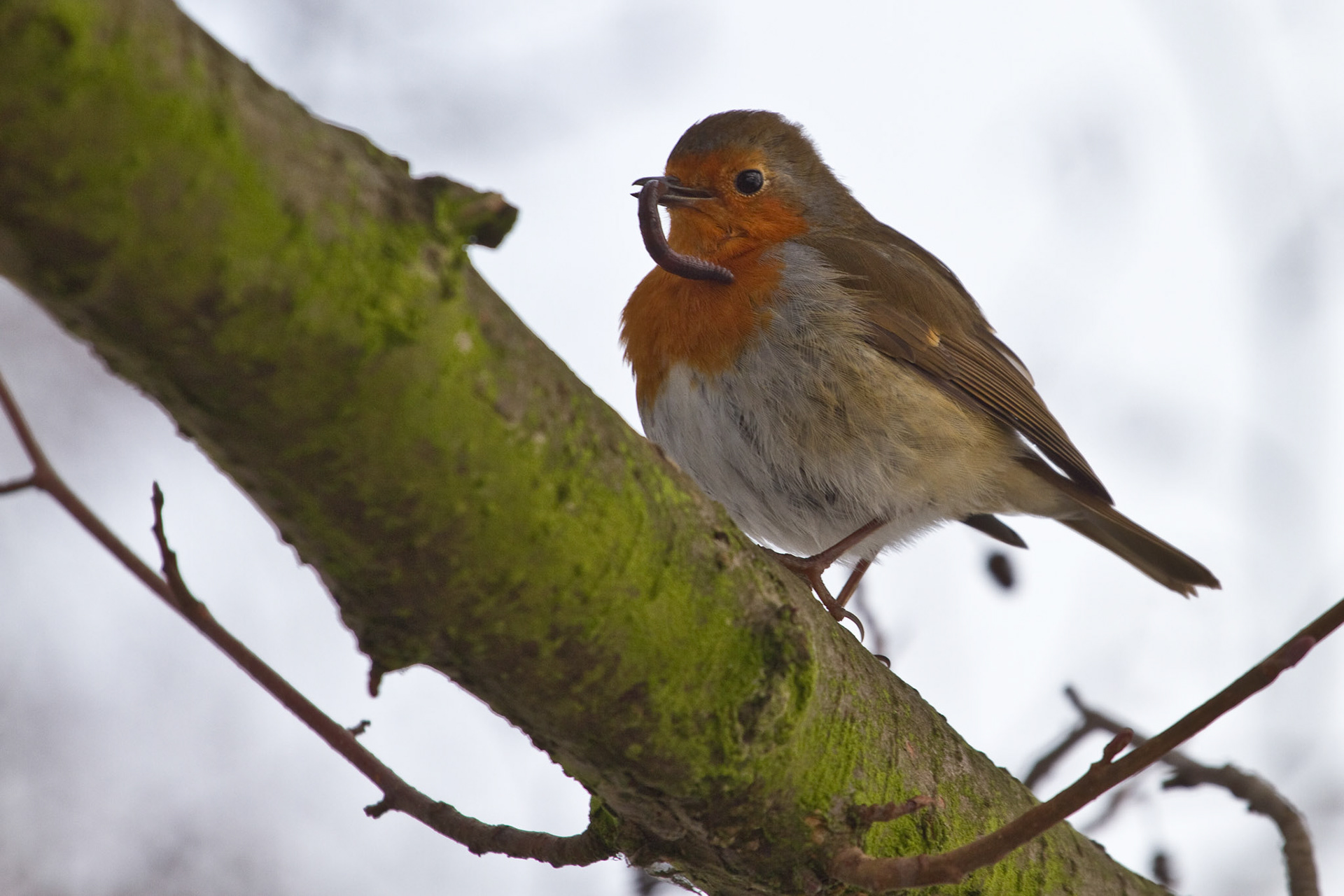 The Early Bird