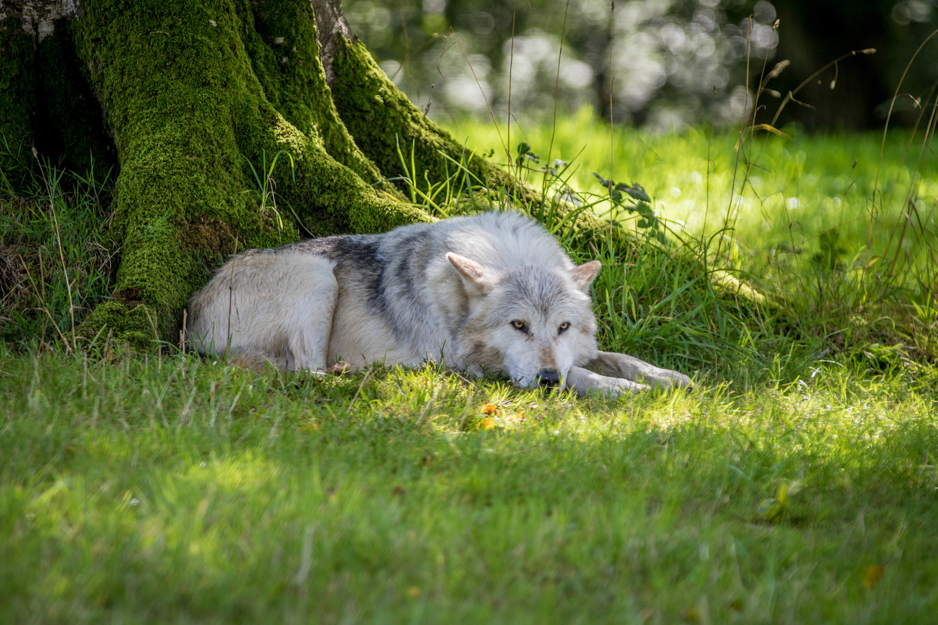 Watching Wolf