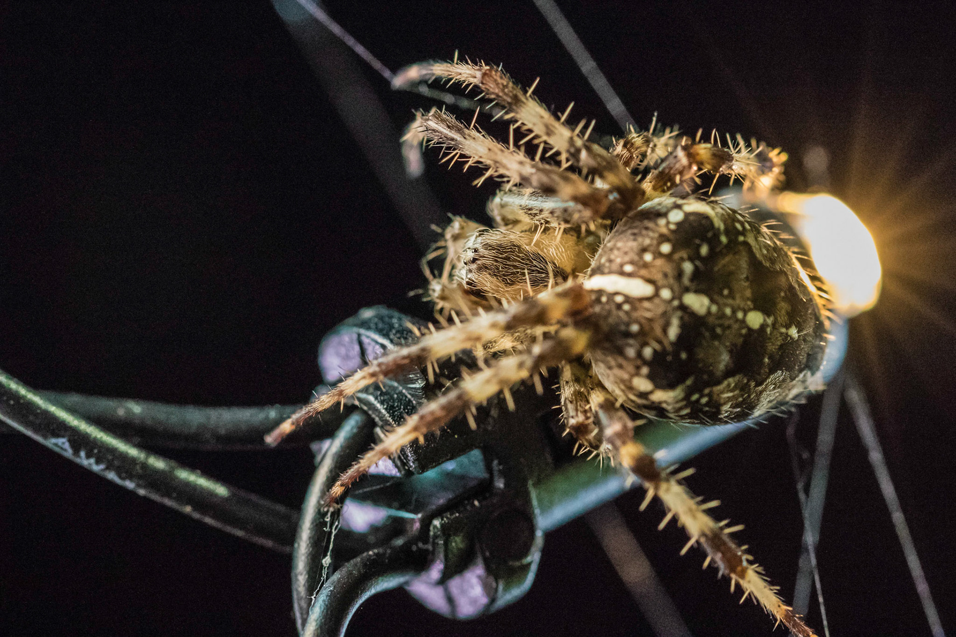 Spider