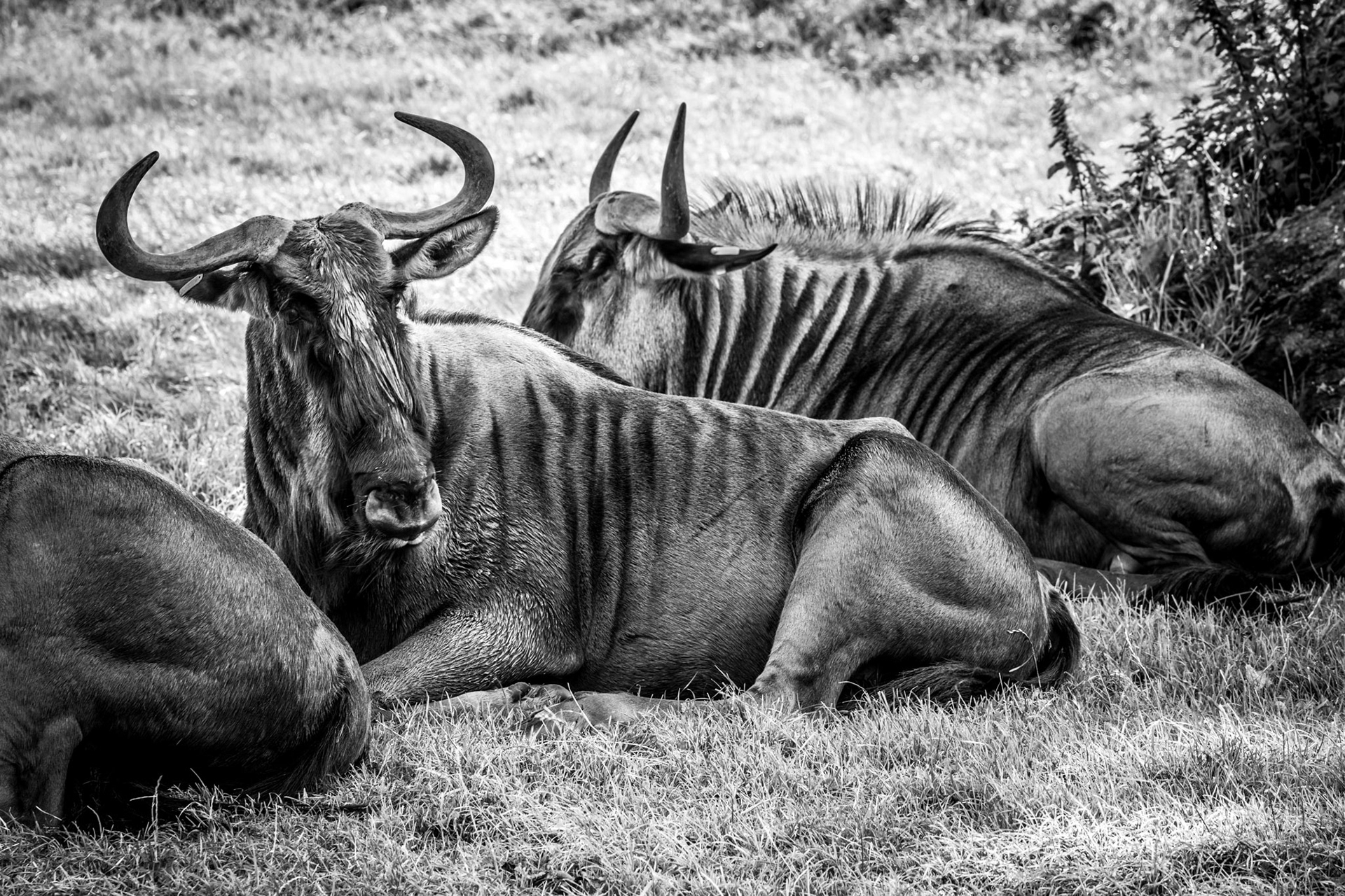 Wildebeest