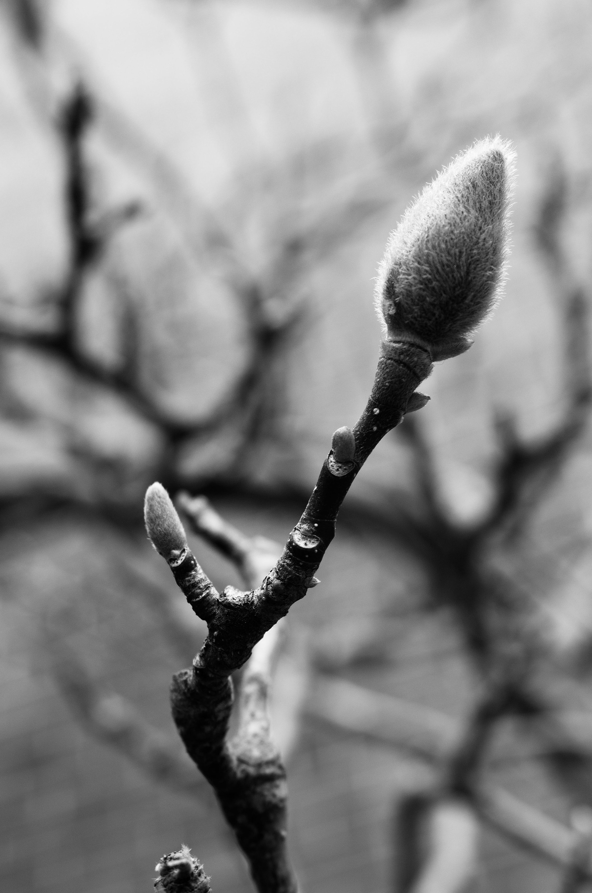 Tree Bud