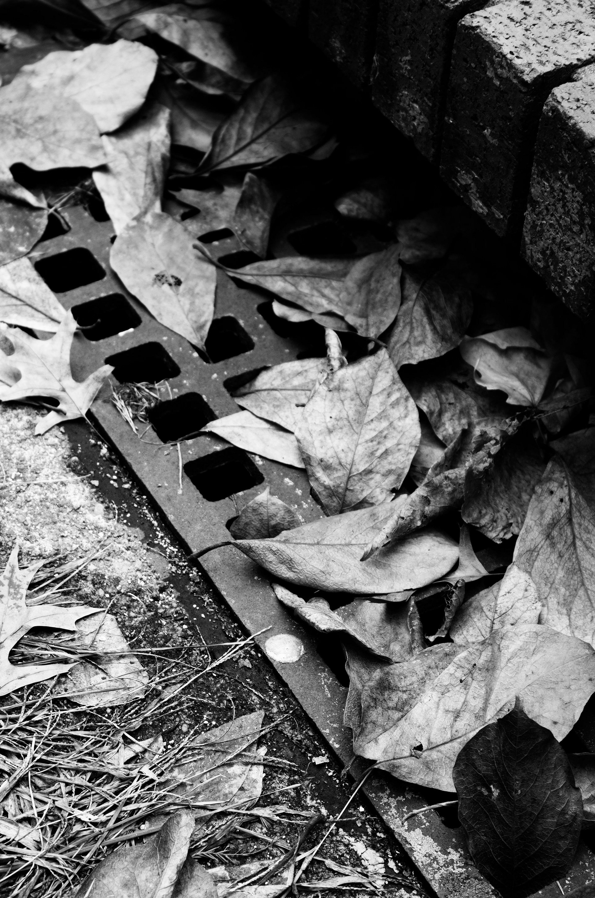 Drain Leaves