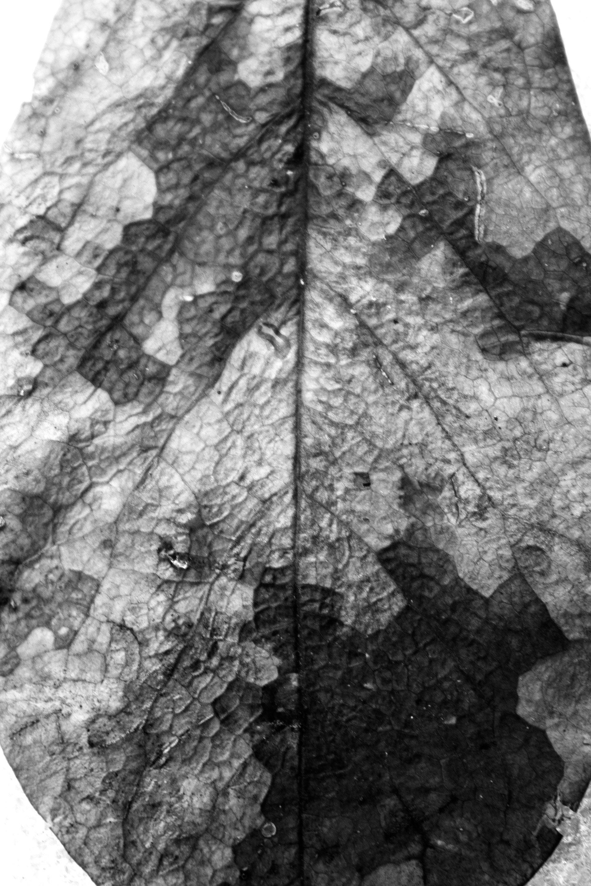 Wet Leaf Veins