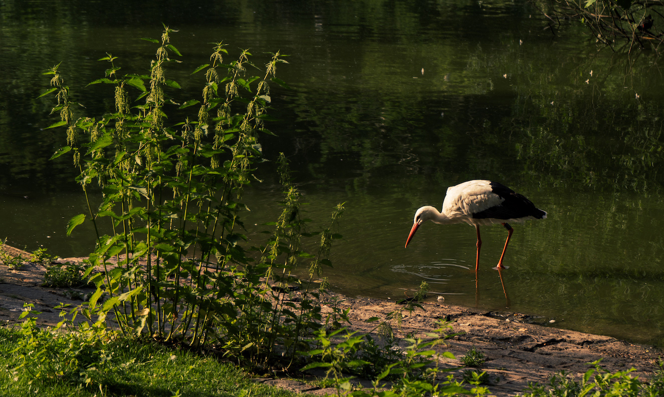 Stork