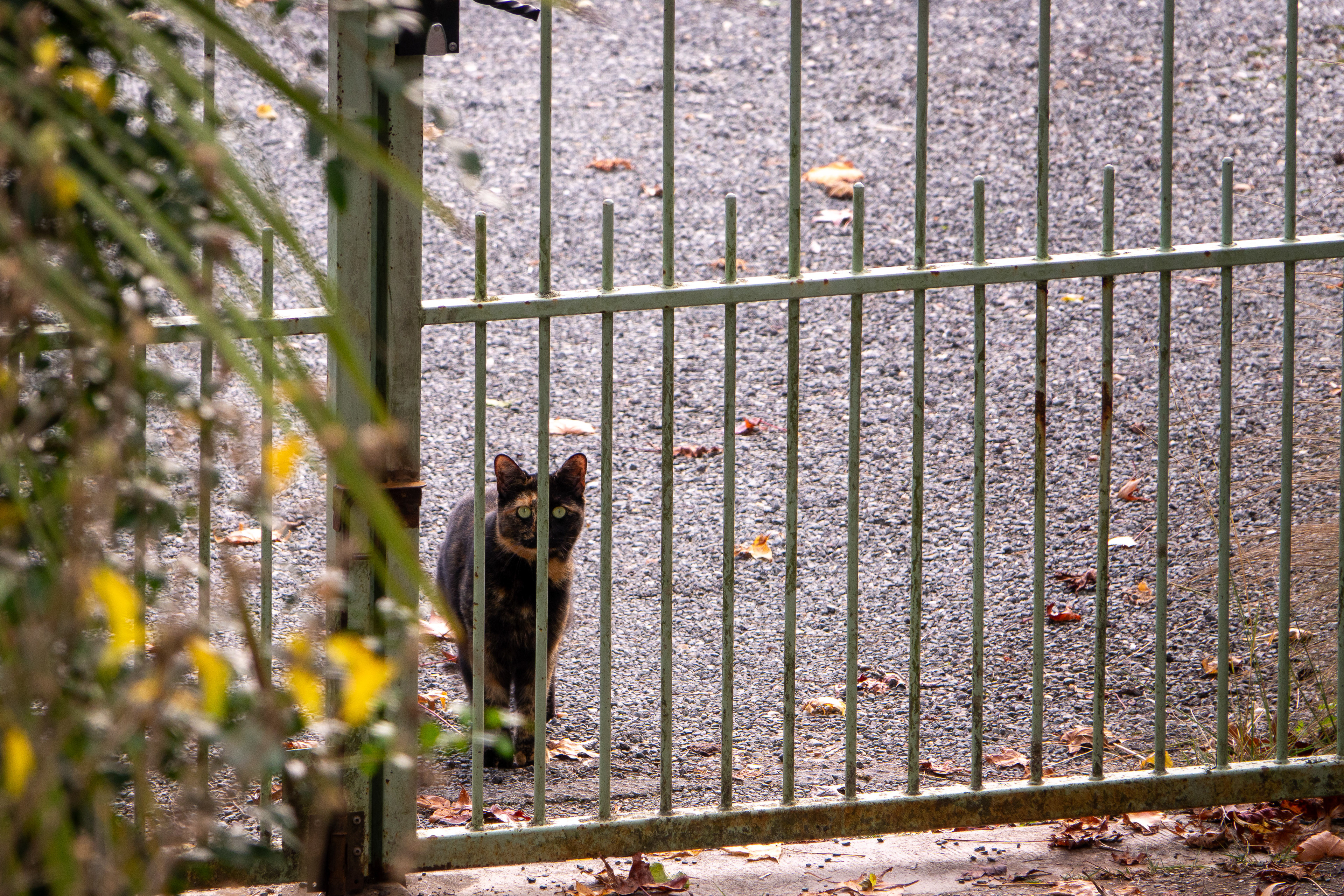 Le chat des voisins en visite...