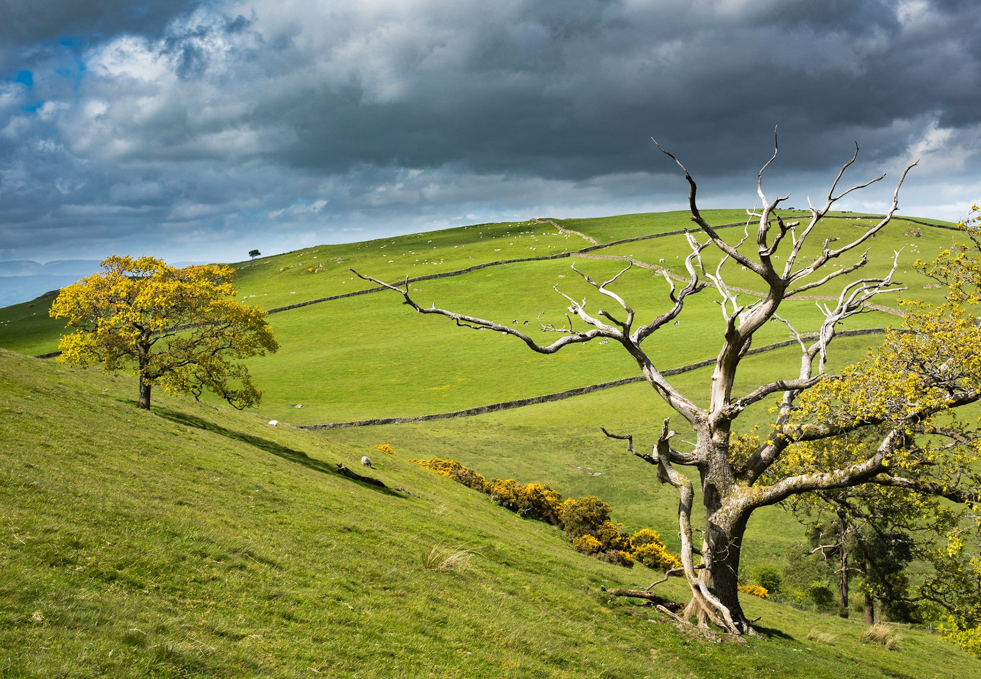 Crooked Tree