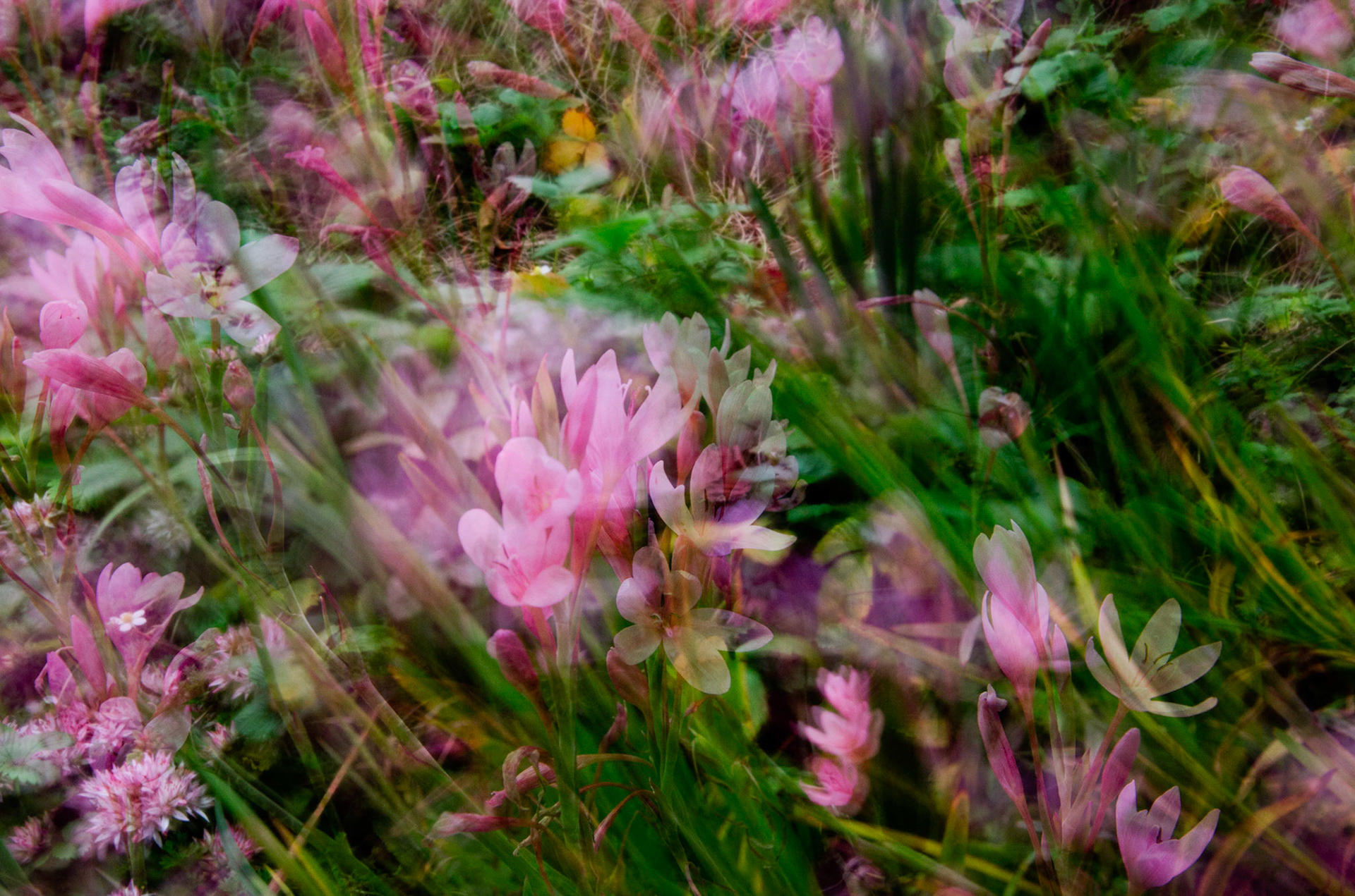 Wind Blown Meadow Saffron