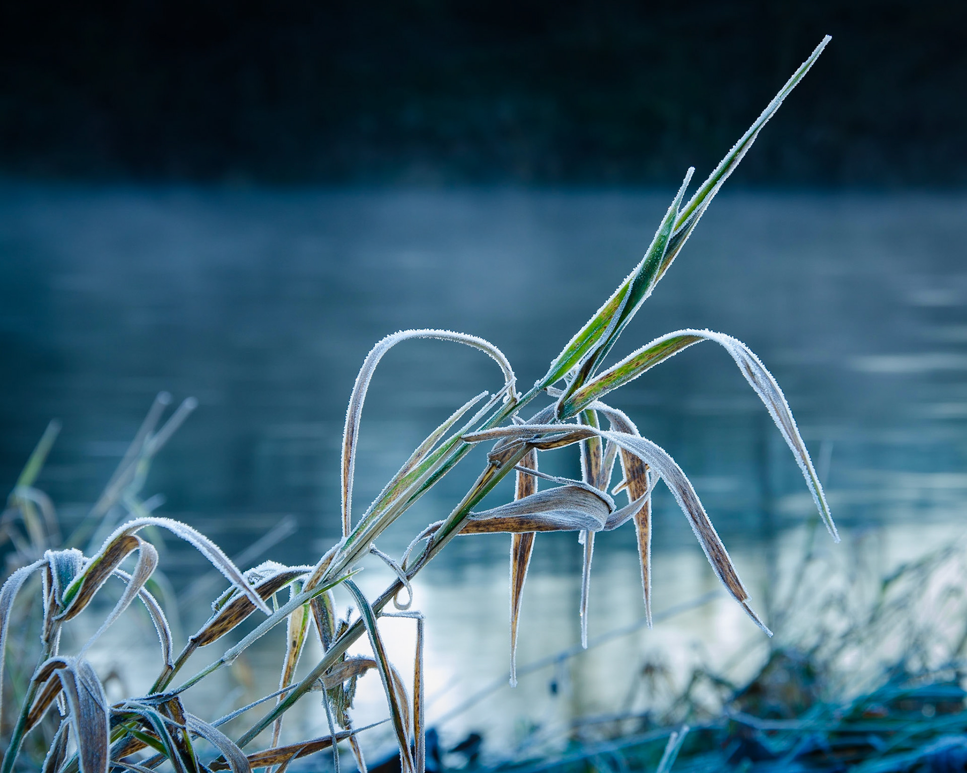 Reeds and Wisps