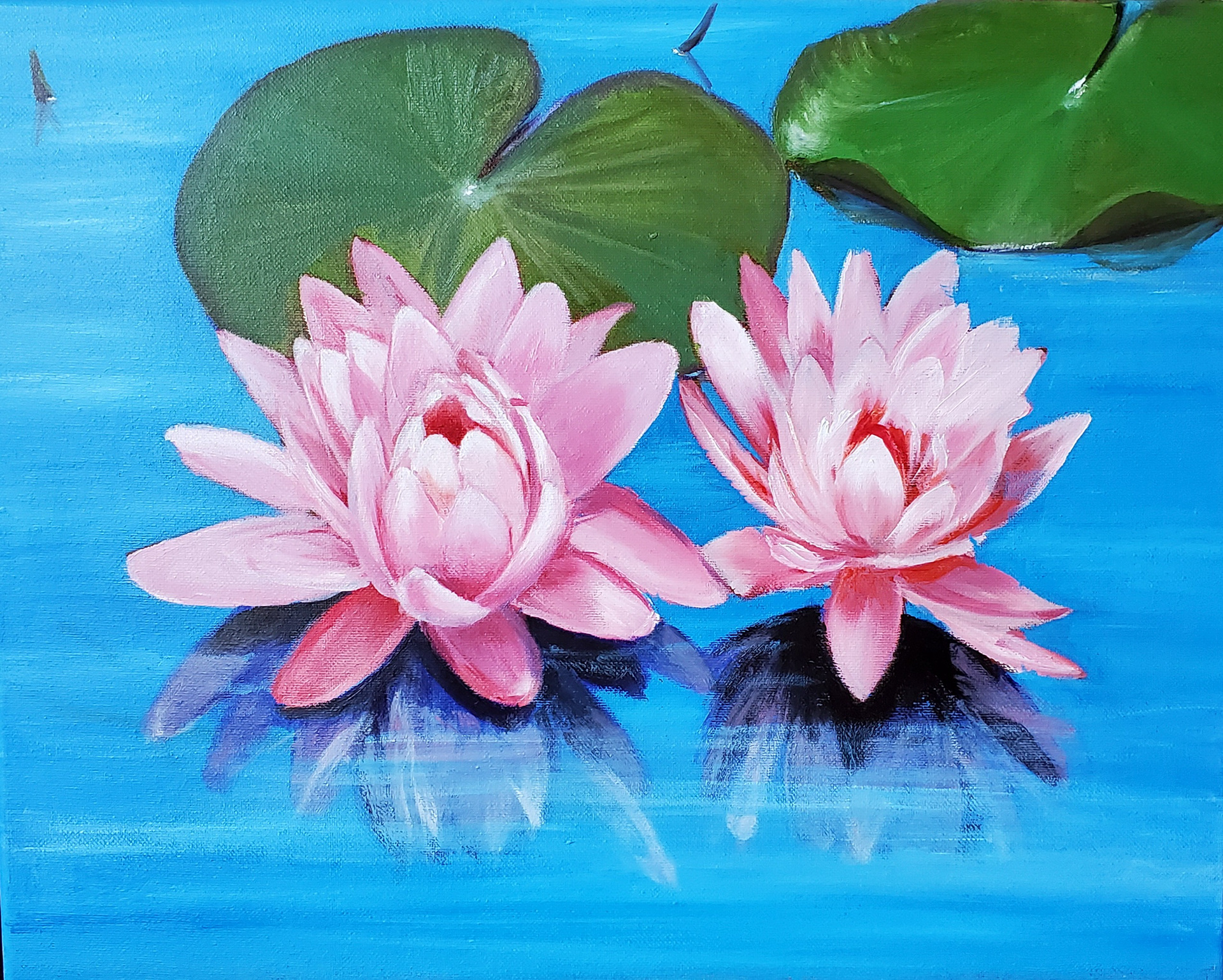 Water  lilies at Princeton Junction