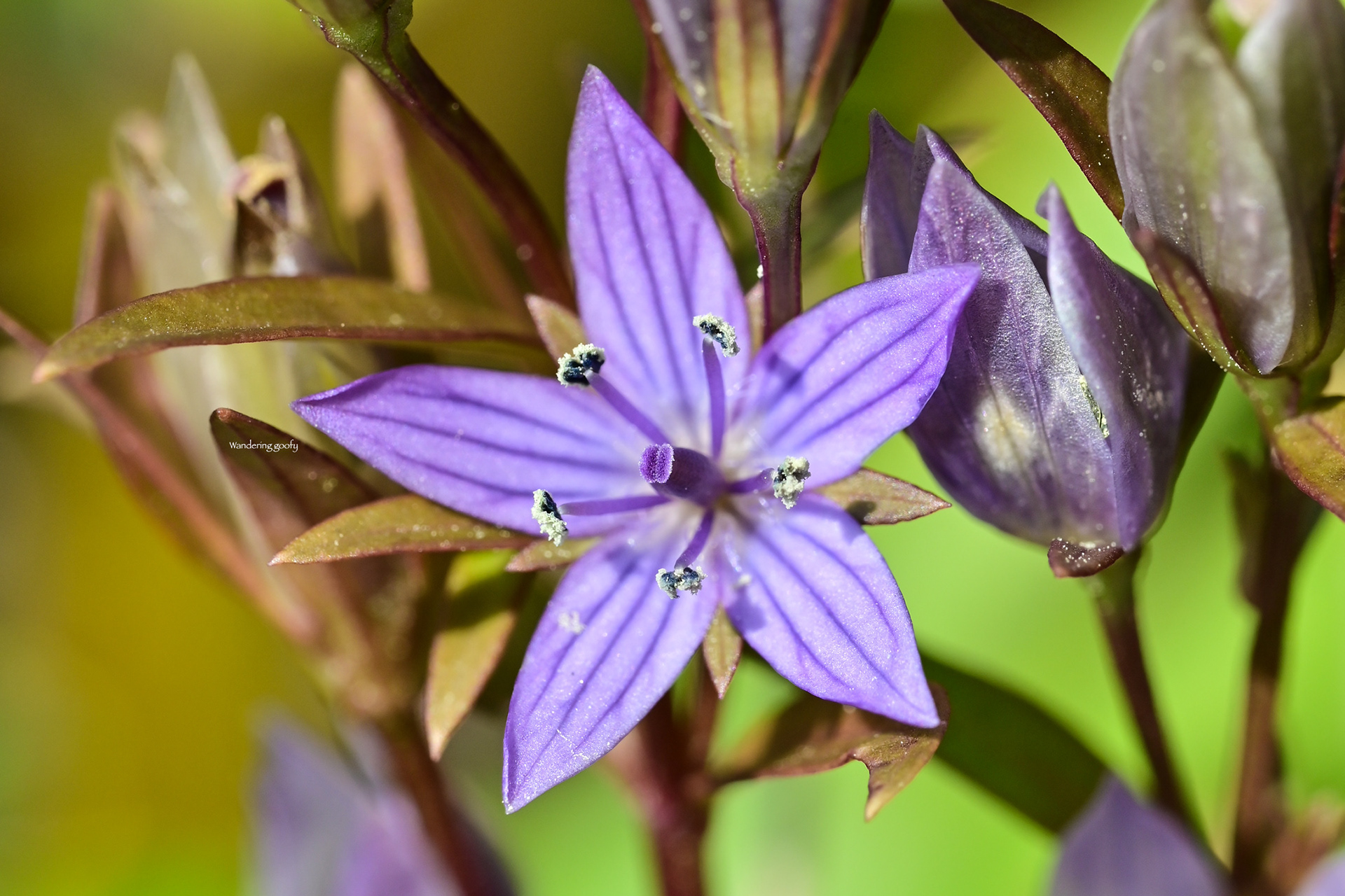 ムラサキセンブリ Swertia pseudochinensis Hara