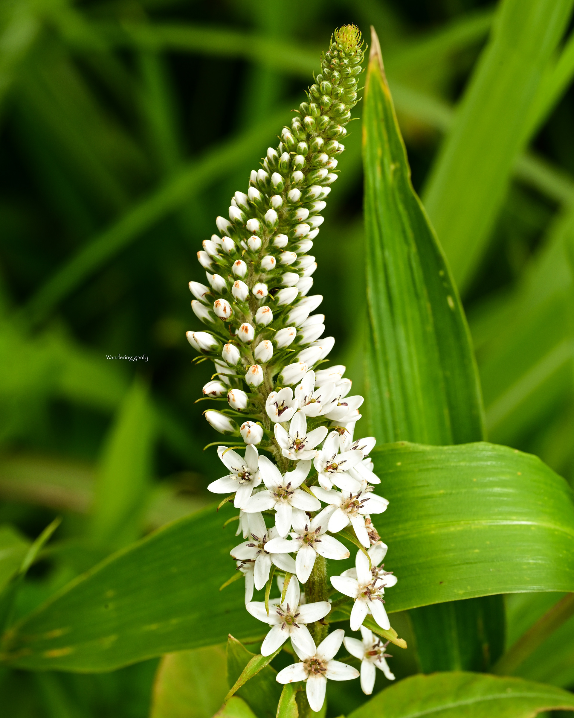 オカトラノオ Lysimachia clethroides