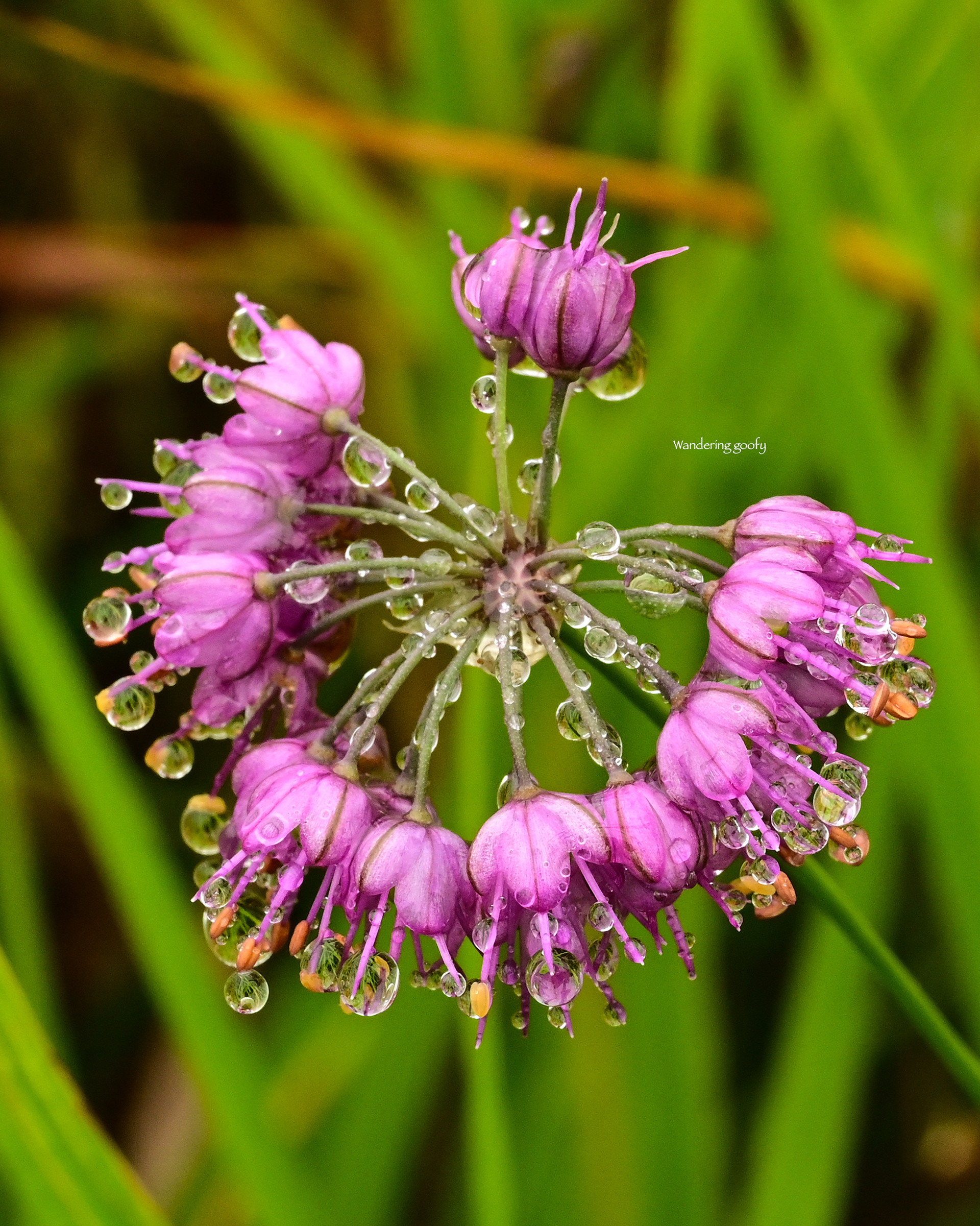 ヤマラッキョウ Allium thunbergii