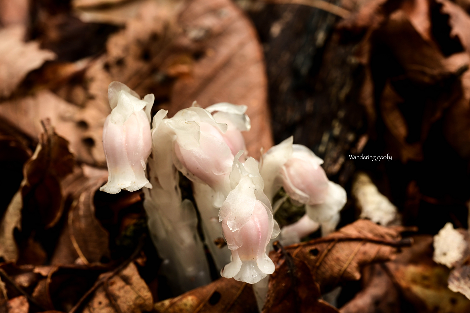 ギンリョウソウ Monotropastrum humile