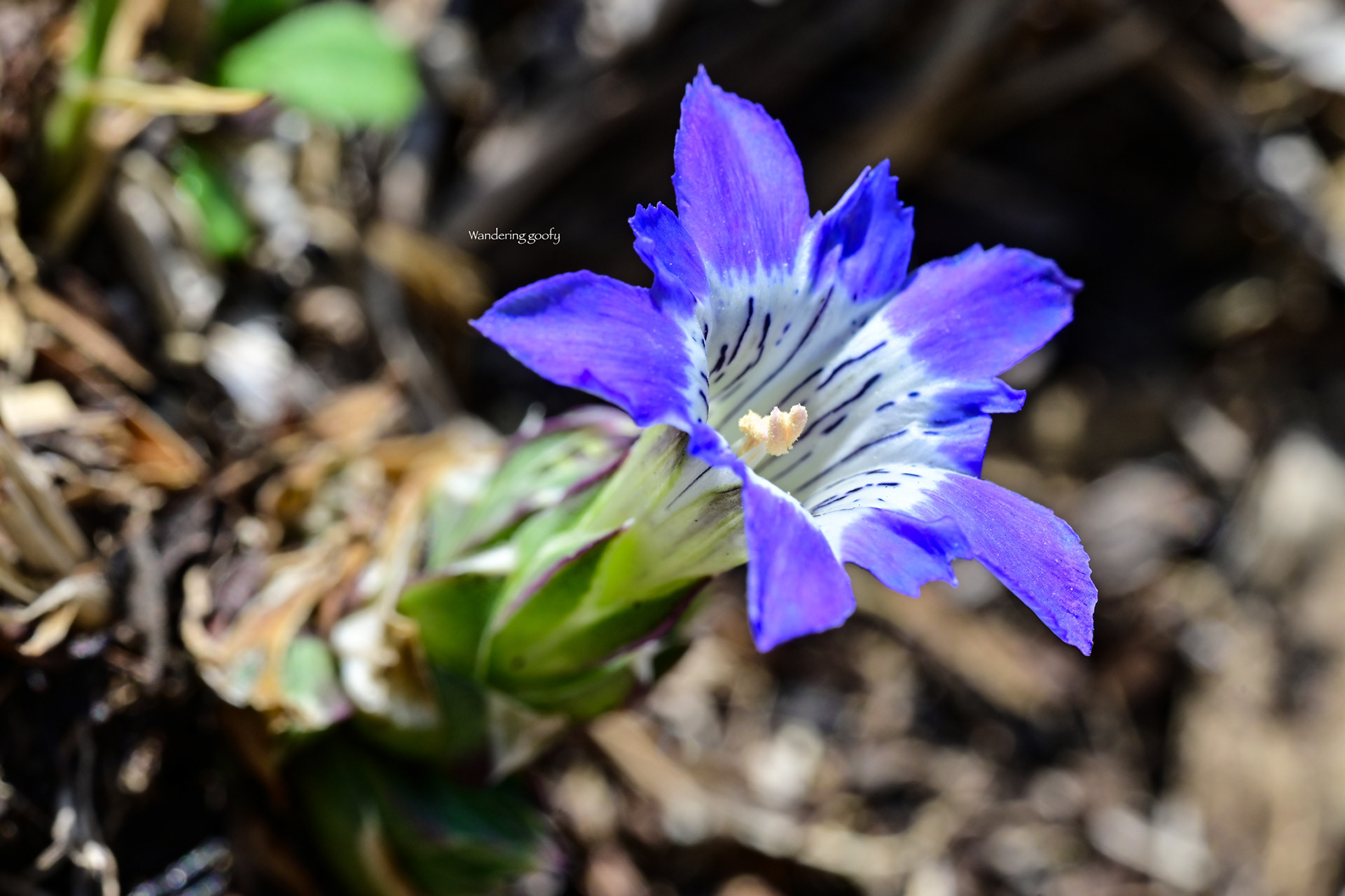 ハルリンドウ Gentiana thunbergii