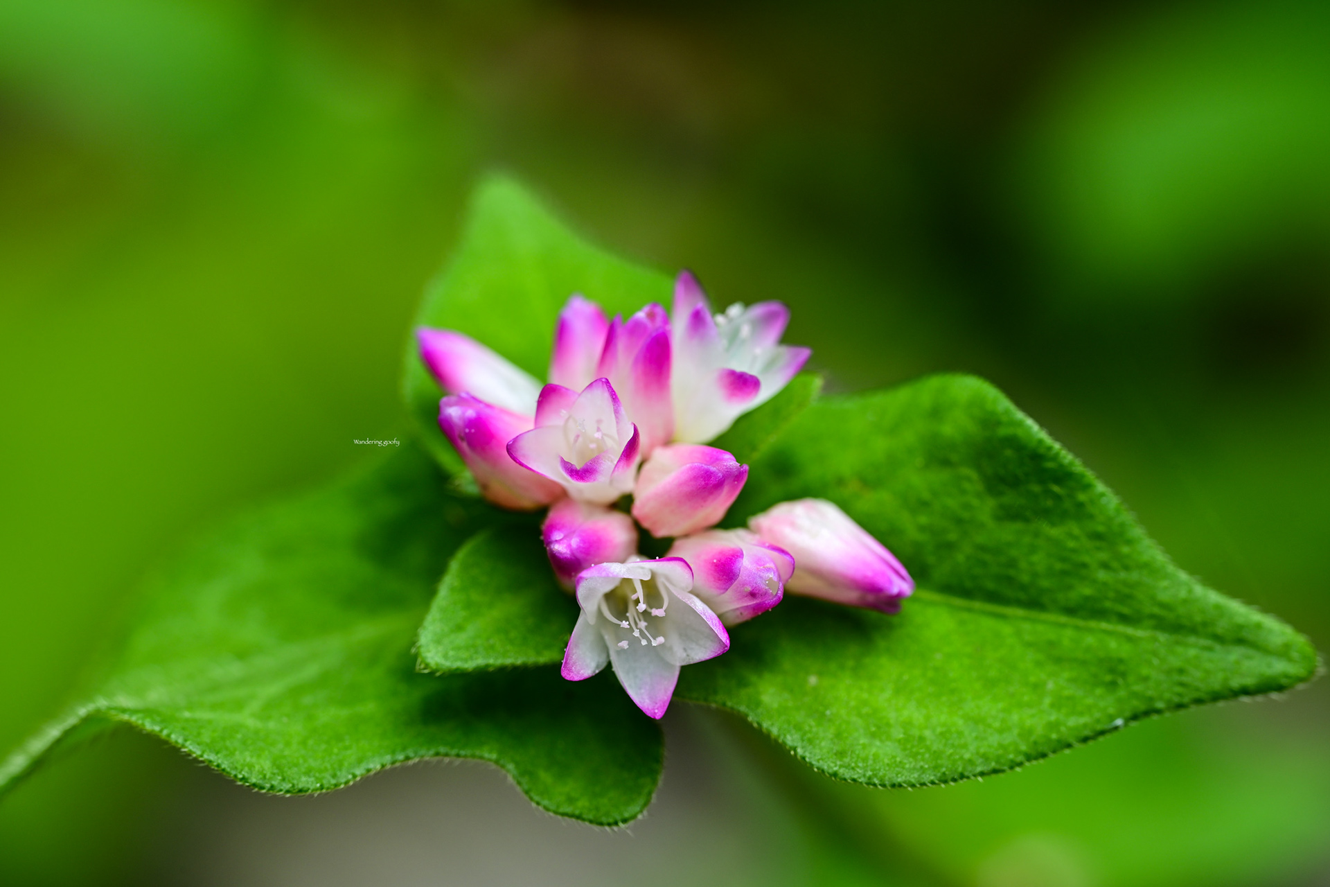 ミゾソバ Polygonum thunbergii