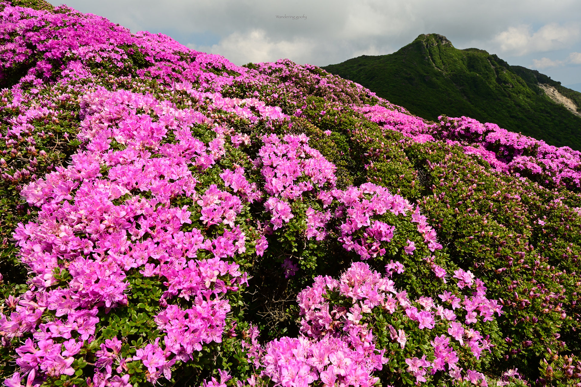 北大船山のミヤマキリシマと大船山