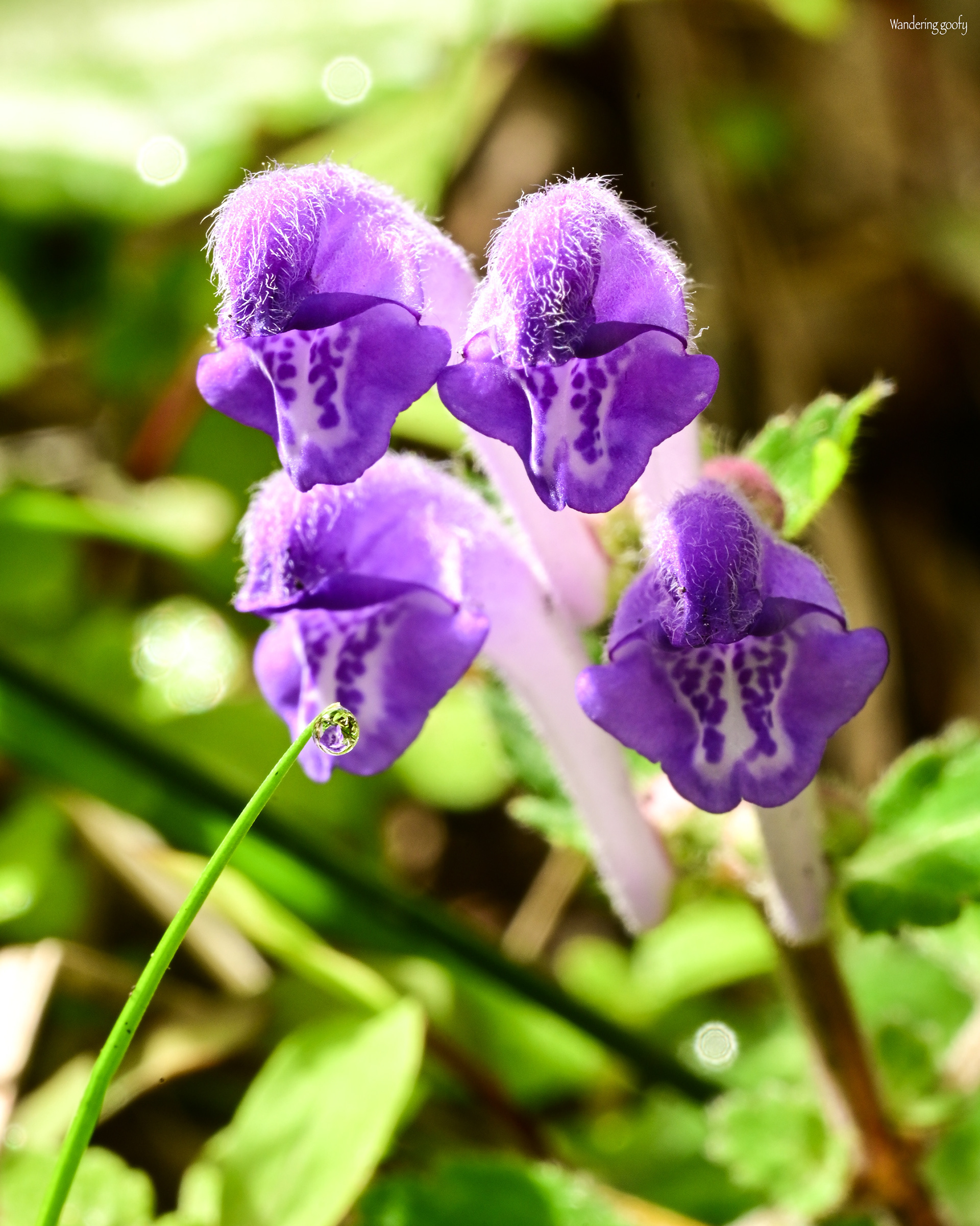 ツクシタツナミソウ Scutellaria indica