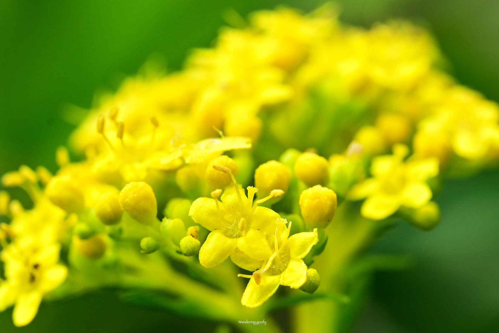 オミナエシ Patrinia scabiosifolia