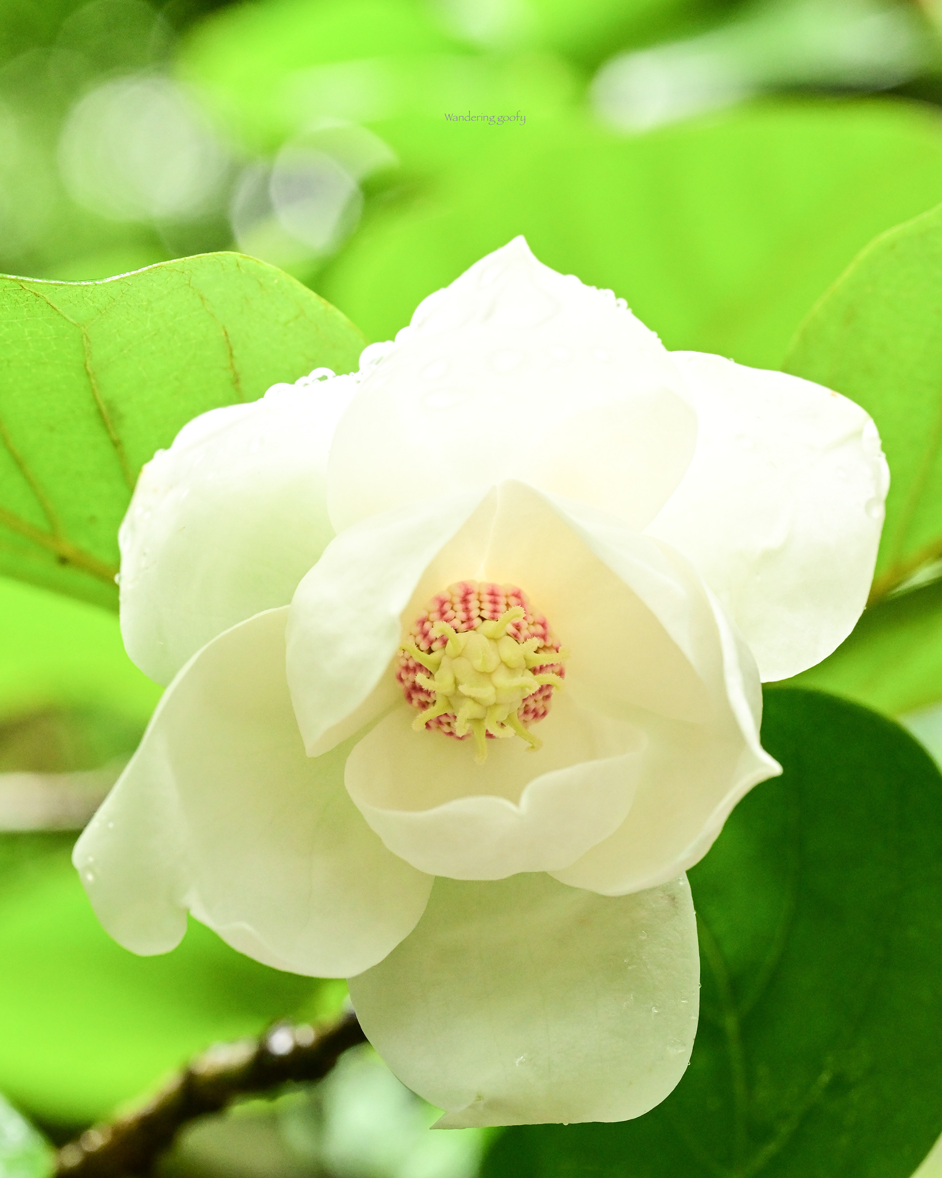 オオヤマレンゲ Magnolia sieboldii subsp. japonica