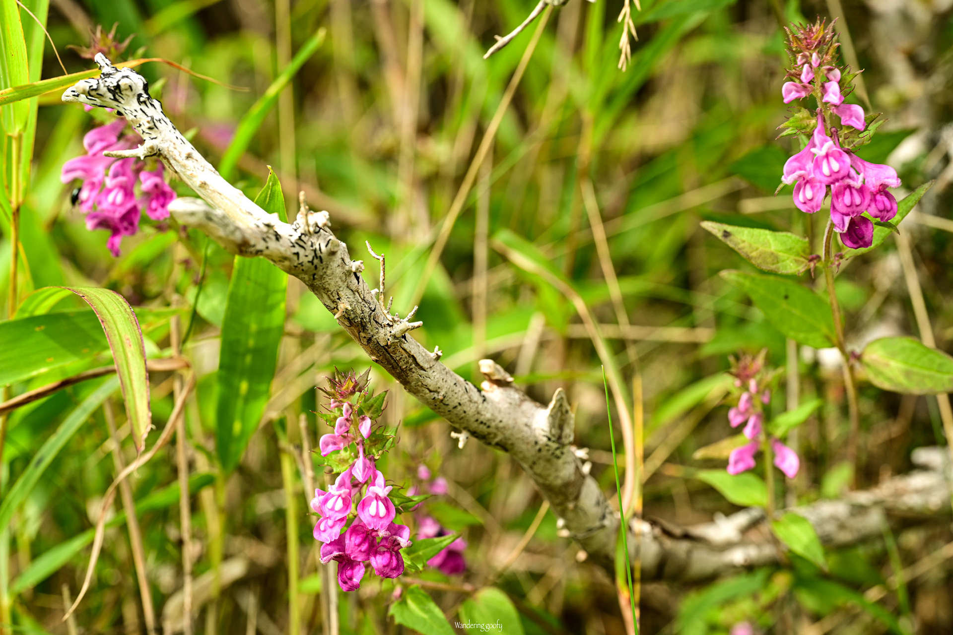 ママコナ Melampyrum roseum var. japonicum