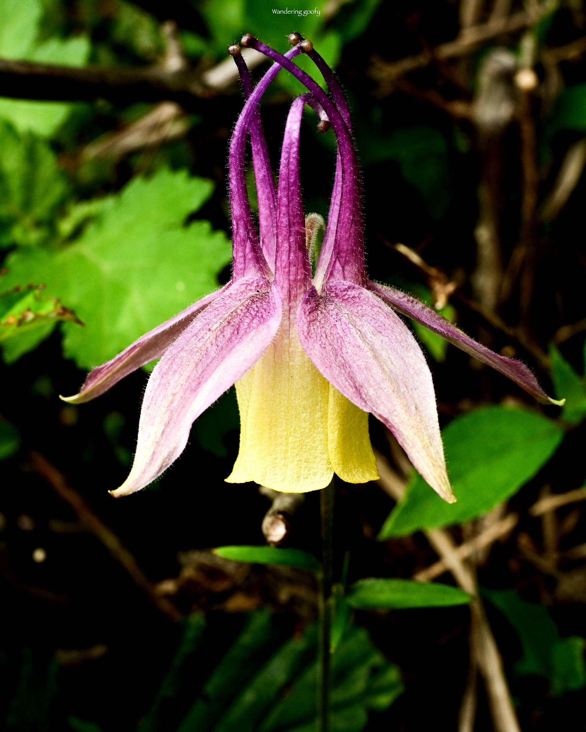 ヤマオダマキ Aquilegia buergeriana