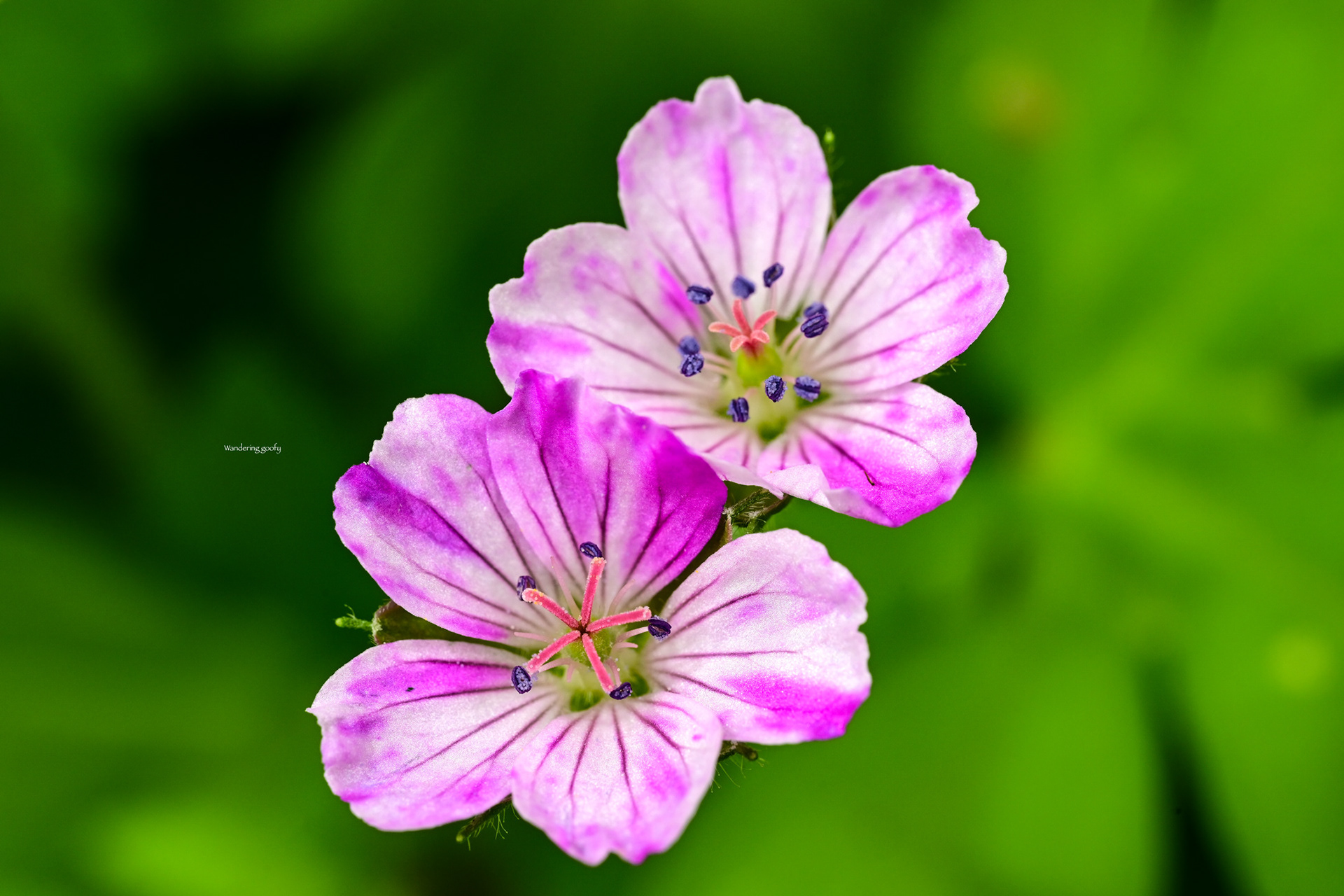 ゲンノショウコ Geranium thunbergii