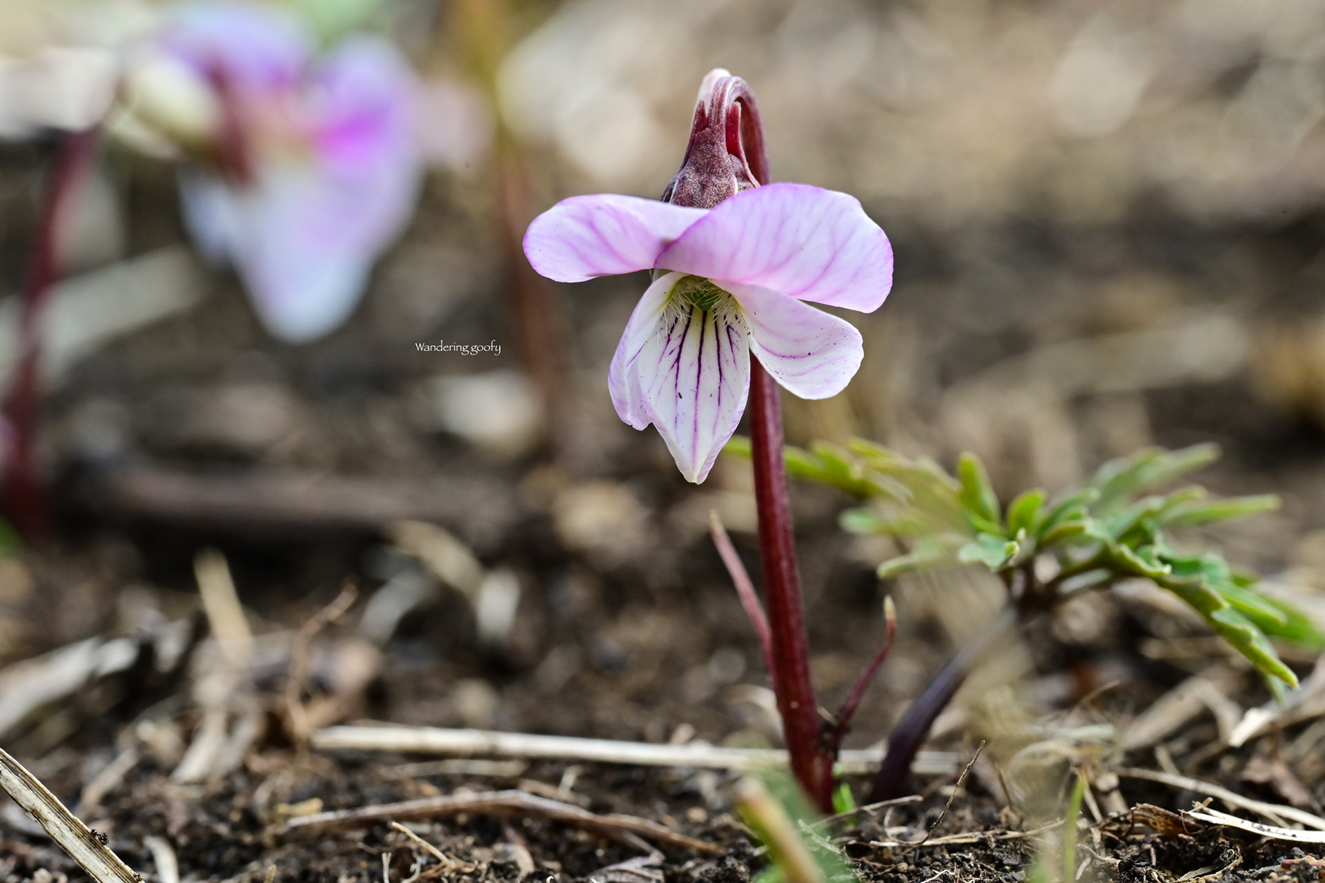 ヒゴスミレ Viola chaerophylloides