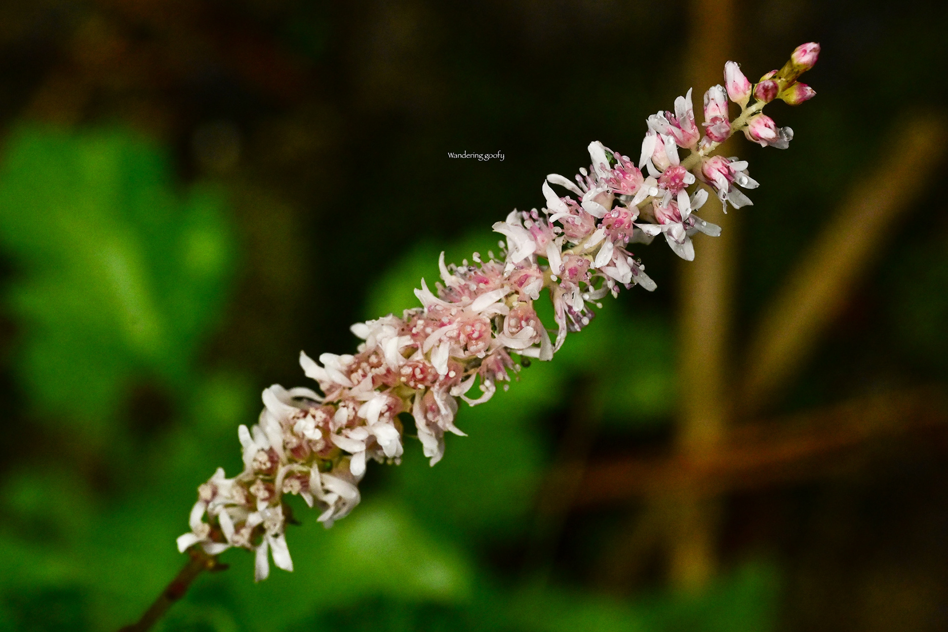 イブキトラノオ/Bistorta officinalis Delarbre
