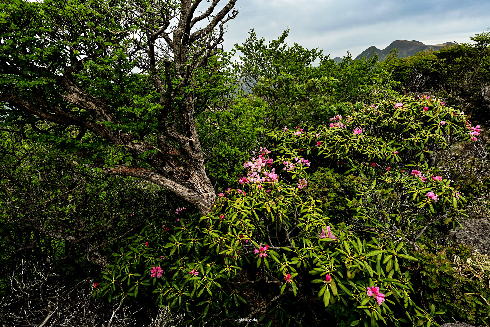 ツクシシャクナゲ Rhododendron japonoheptamerum var. japonoheptamerum
