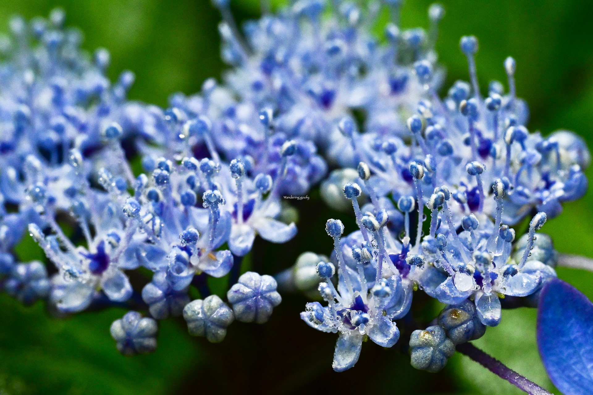 ヤマアジサイ/Hydrangea serrata