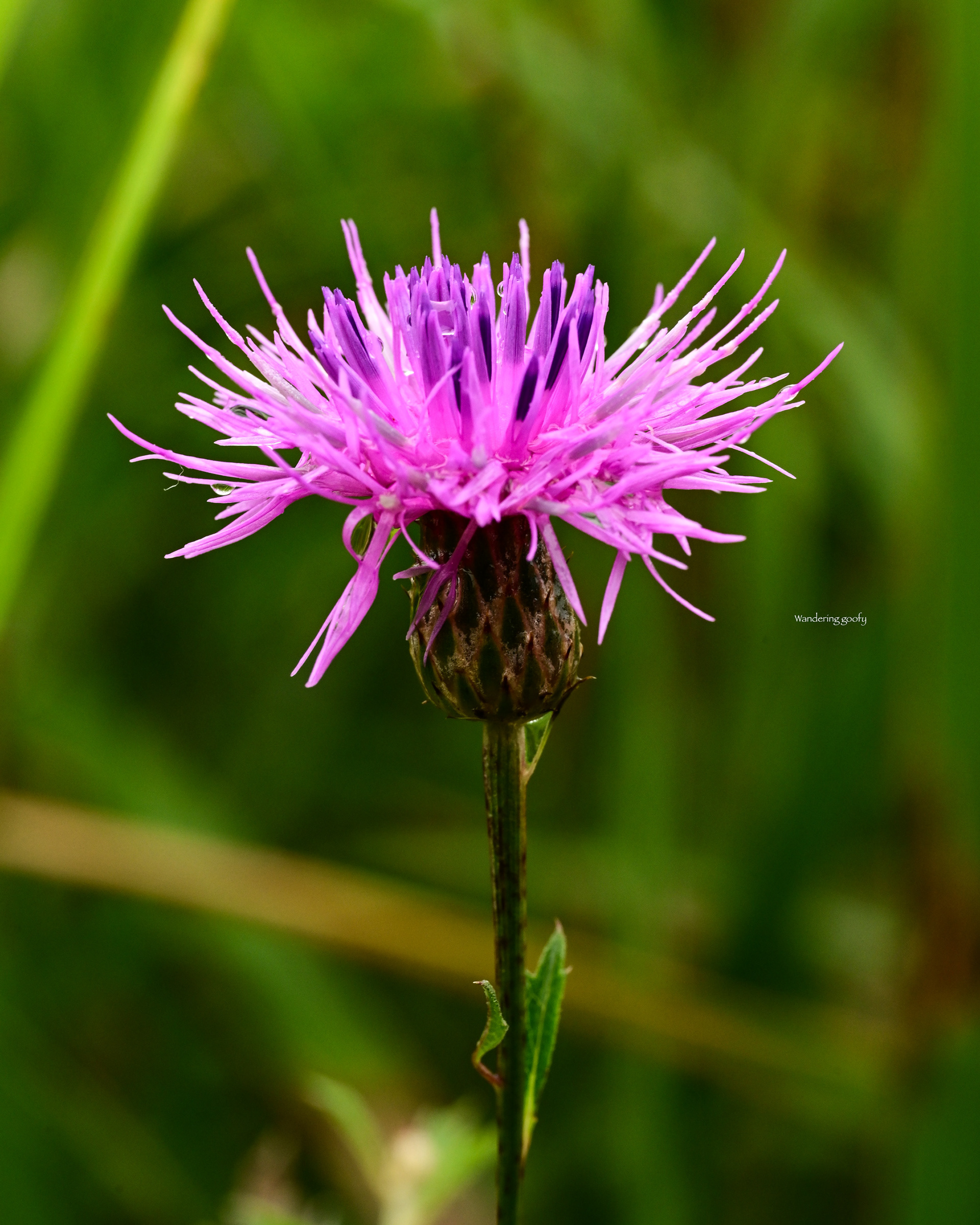 タムラソウ Serratula coronata L. subsp. insularis