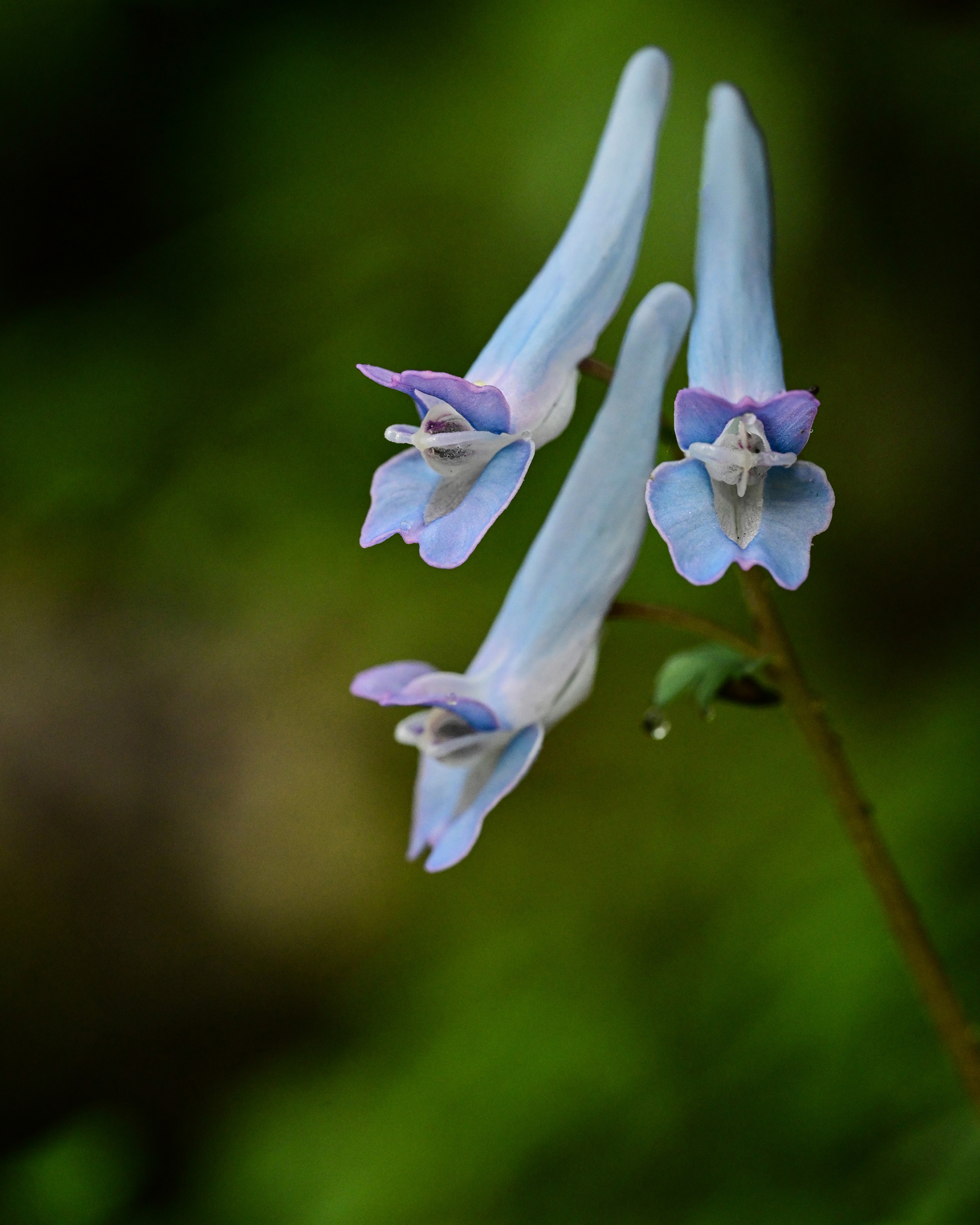 ヤマエンゴサク Corydalis lineariloba
