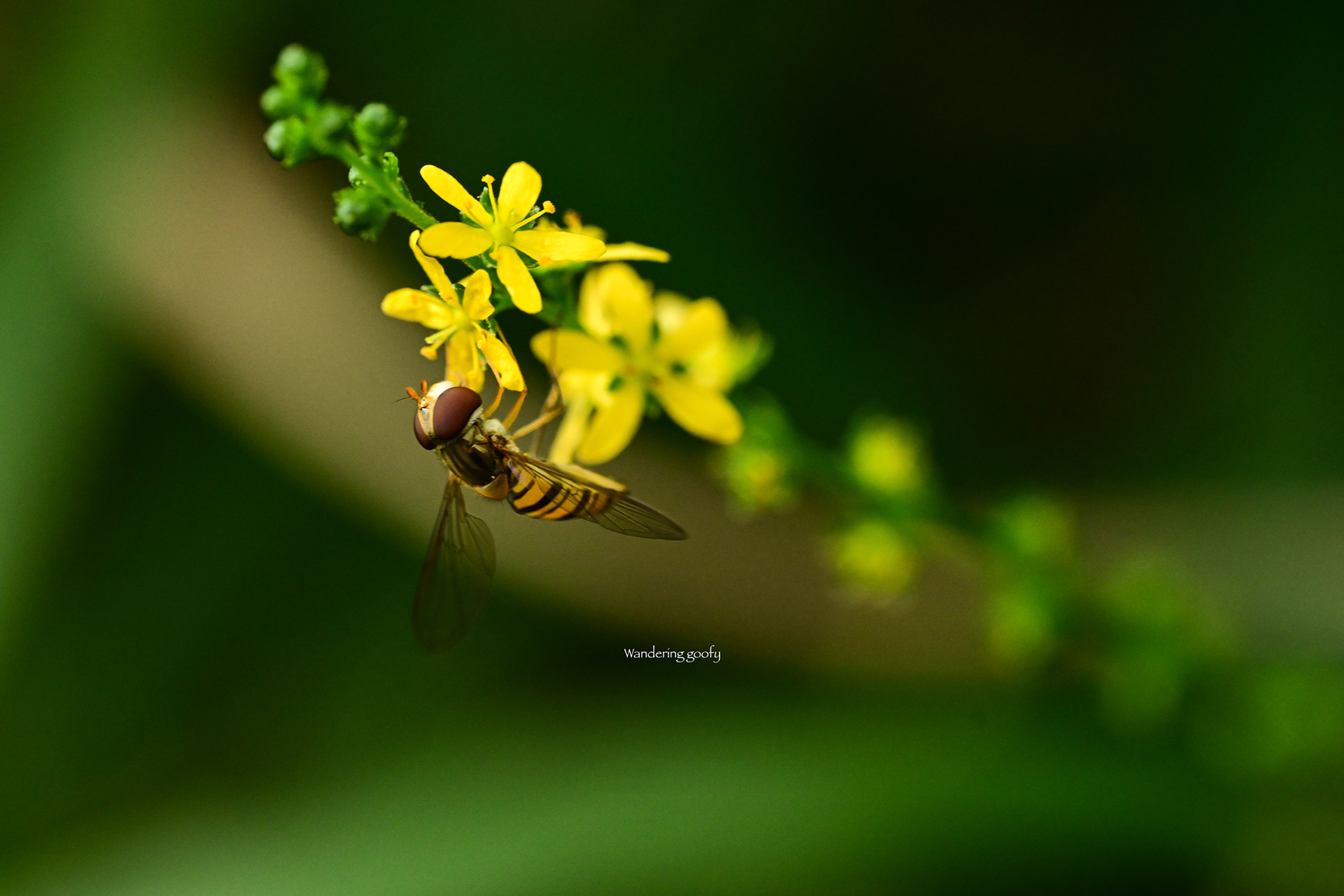 ヒメキンミズヒキとホソヒラタアブ　Agrimonia nipponica/Episyrphus balteatus