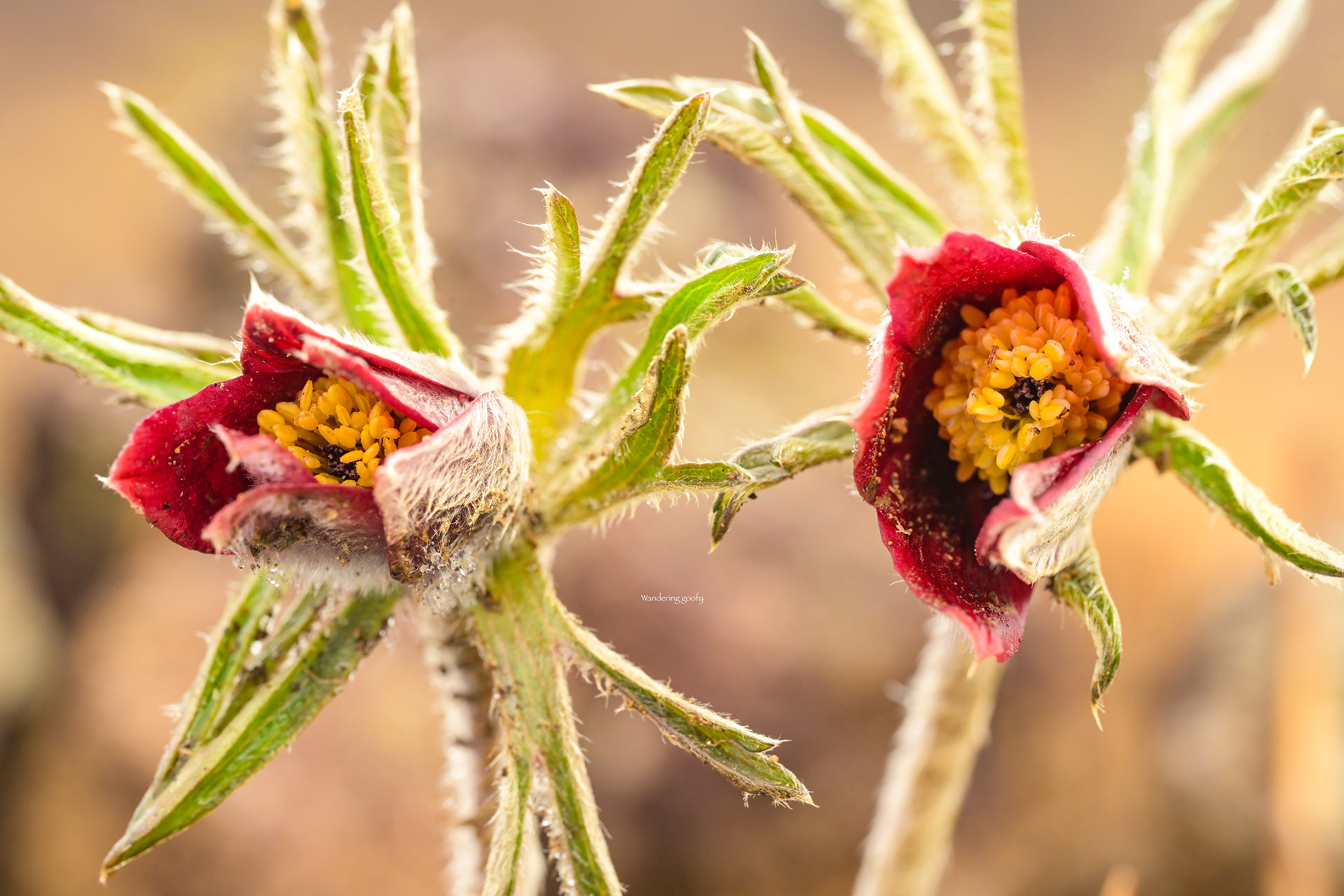 オキナグサ Pulsatilla cernua