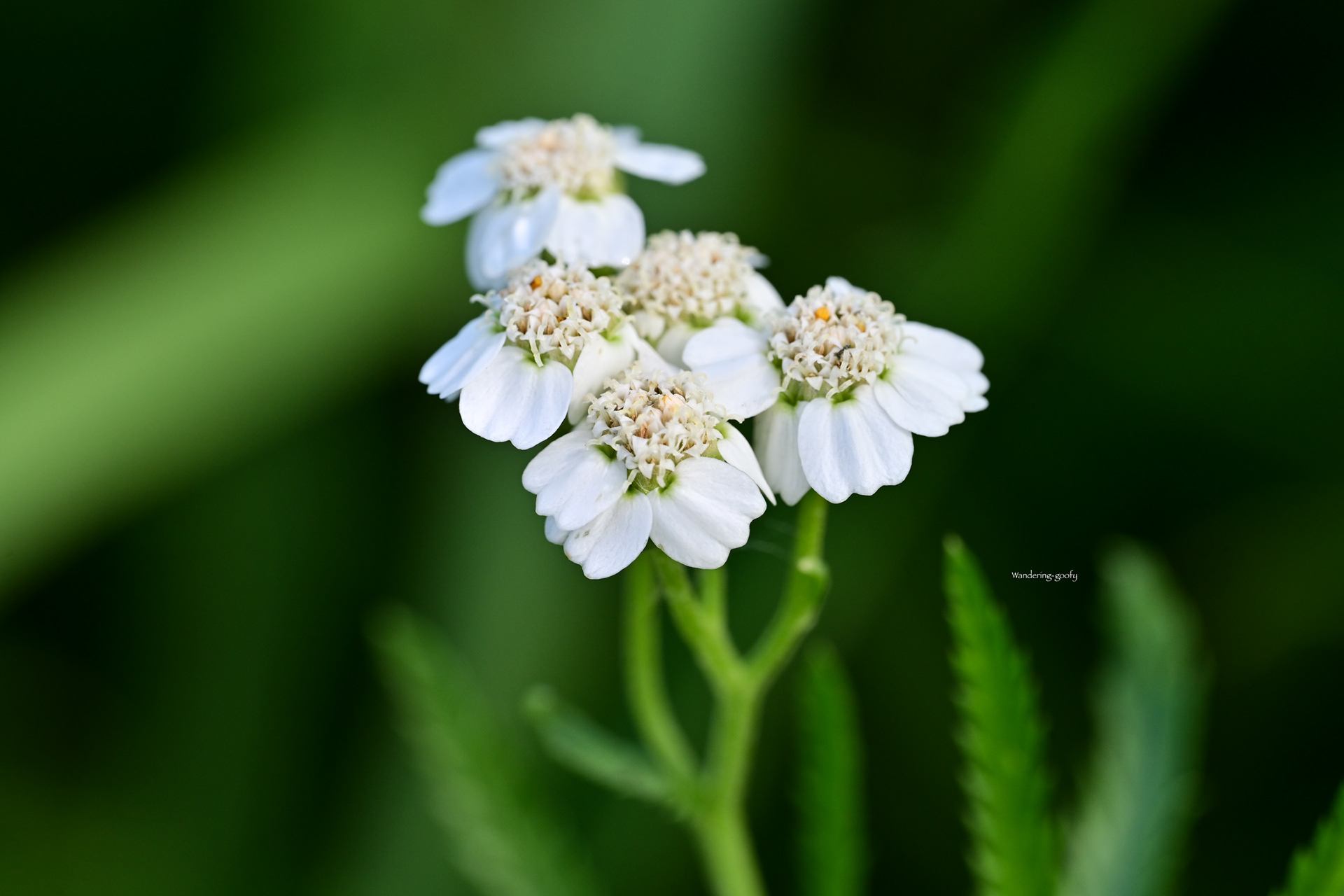 アソノコギリソウ Achillea alpina subsp. subcartilaginea