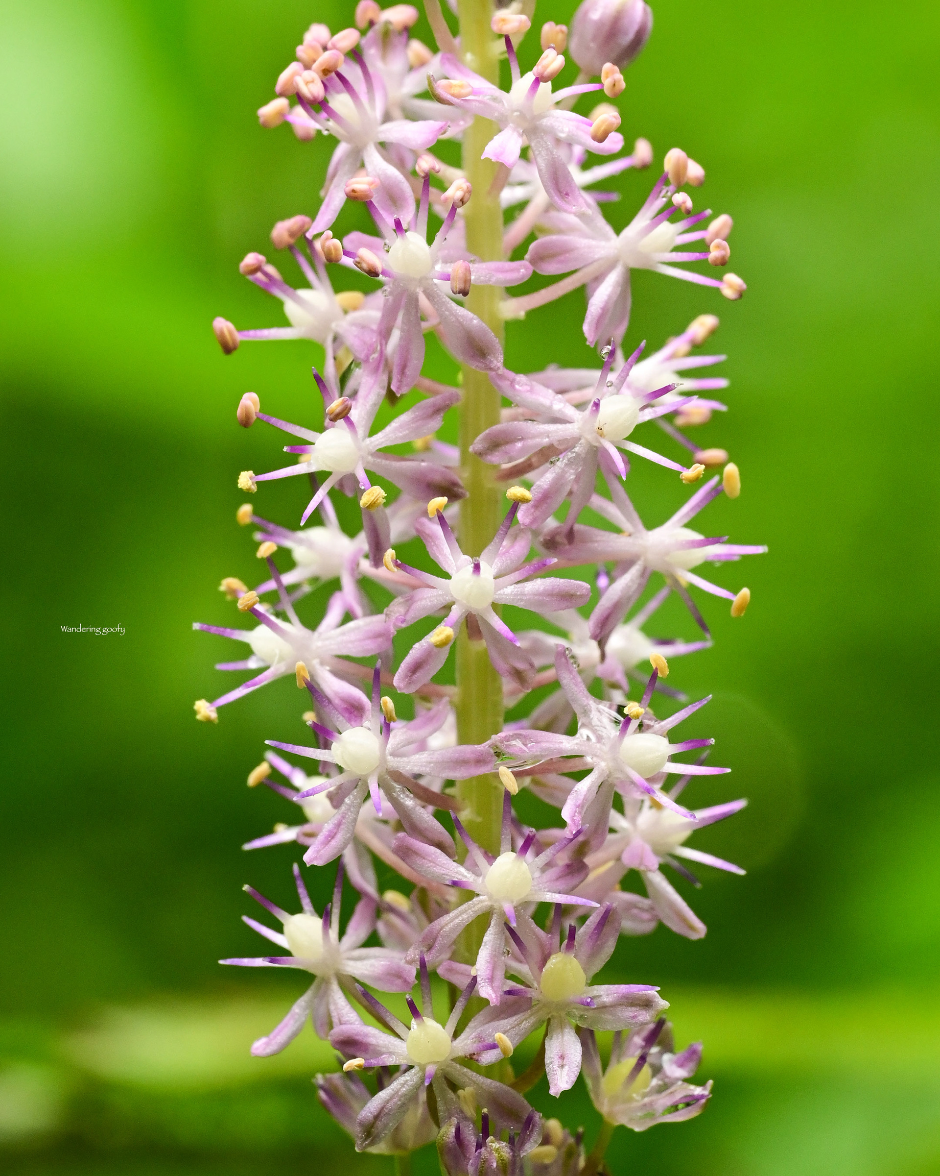 ツルボ Barnardia japonica