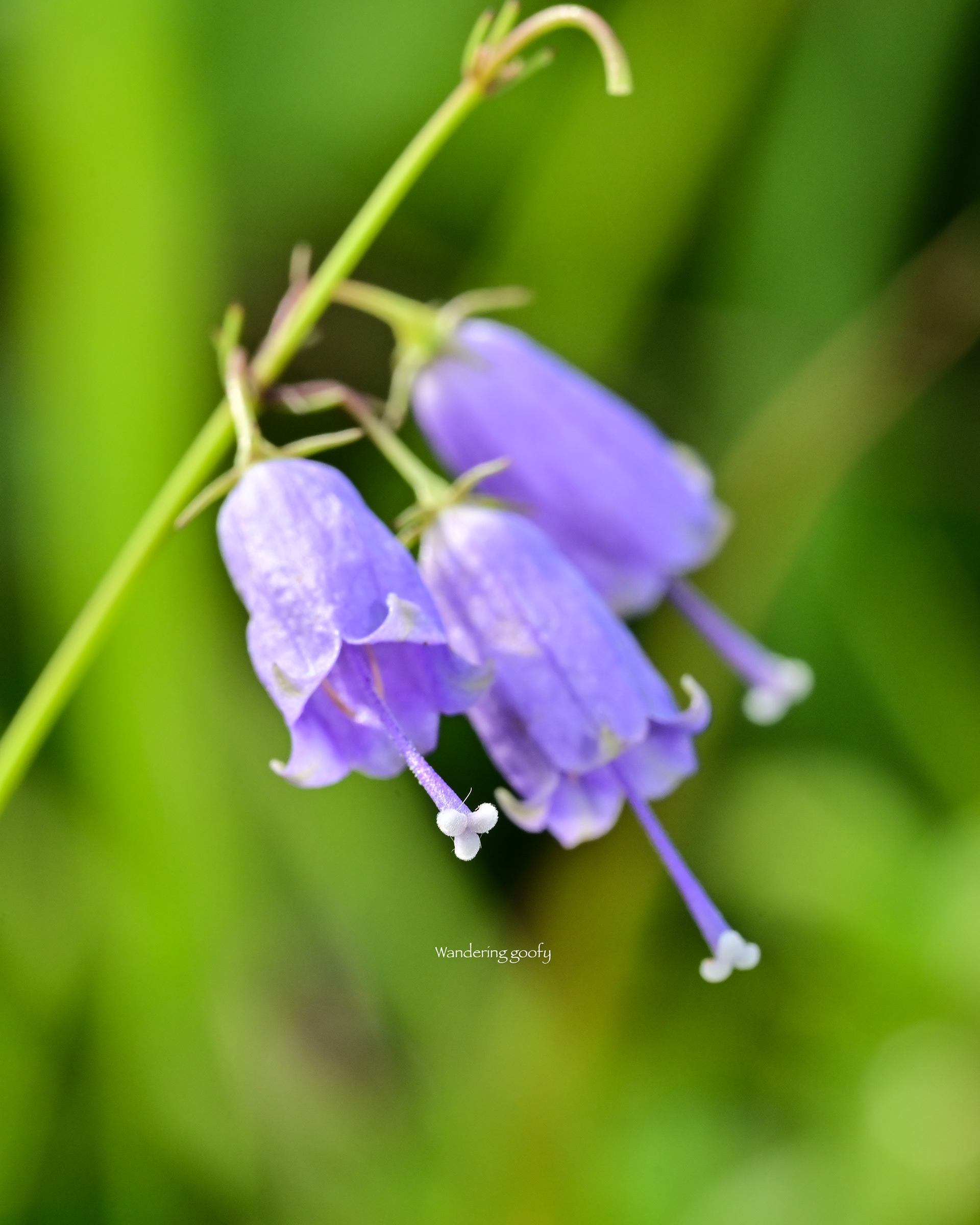 サイヨウシャジン Adenophora triphylla