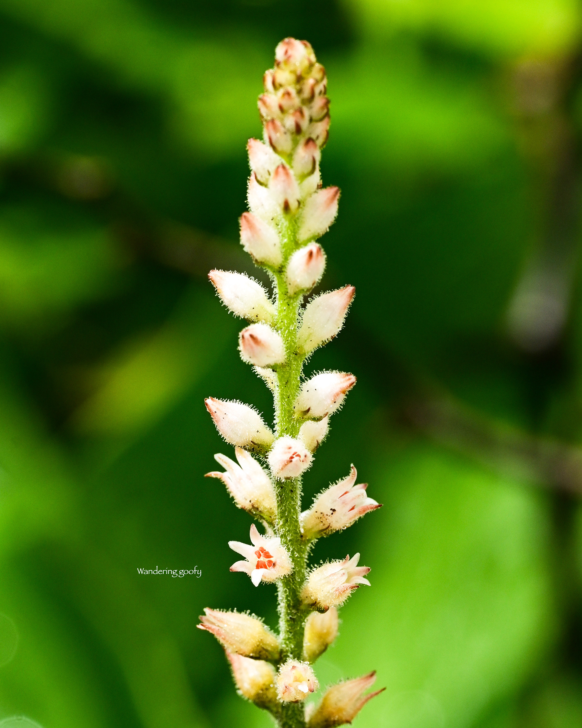 ソクシンラン Aletris spicata