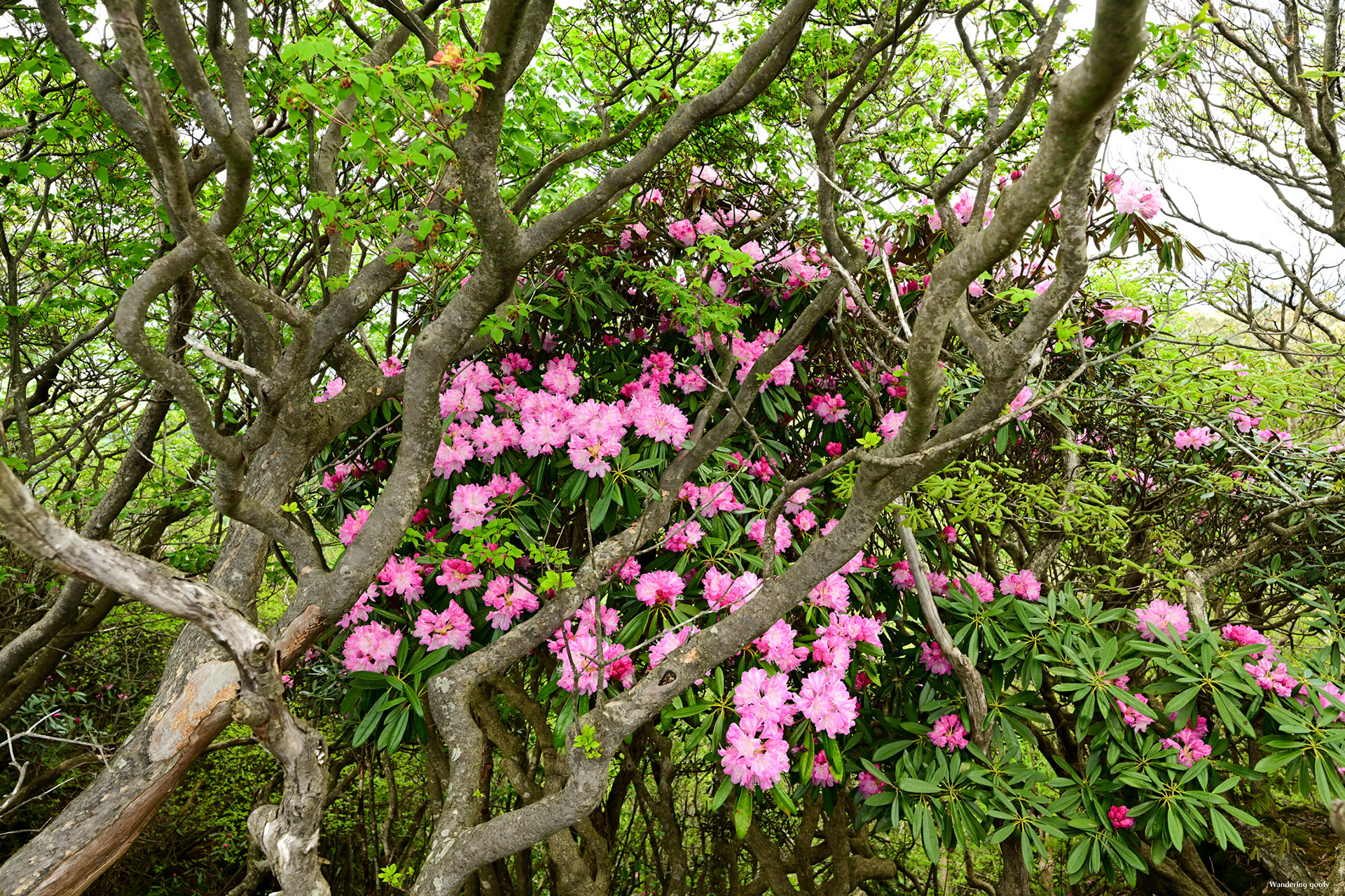 ツクシシャクナゲ Rhododendron japonoheptamerum var. japonoheptamerum