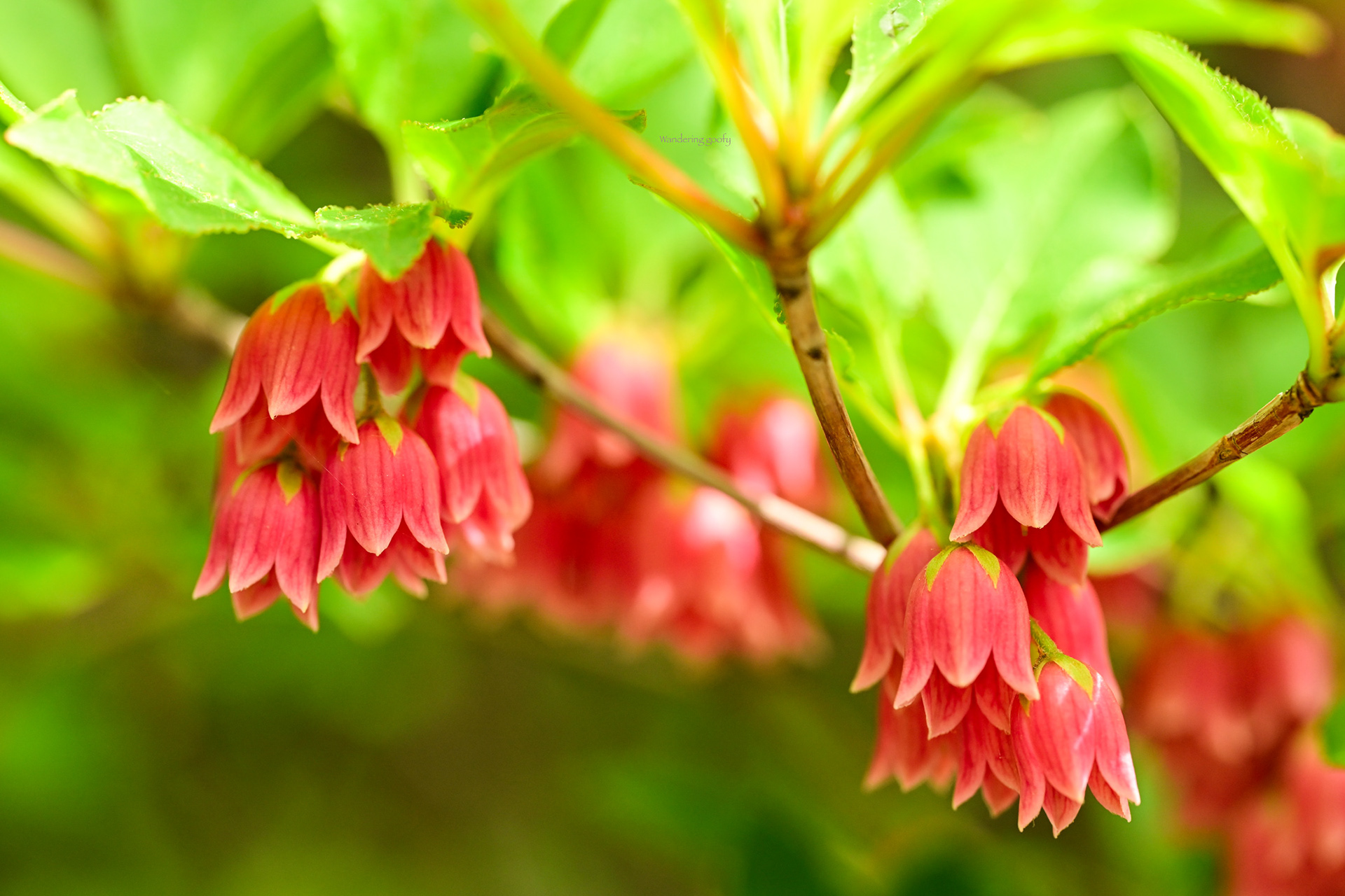 ツクシドウダン Enkianthus campanulatus