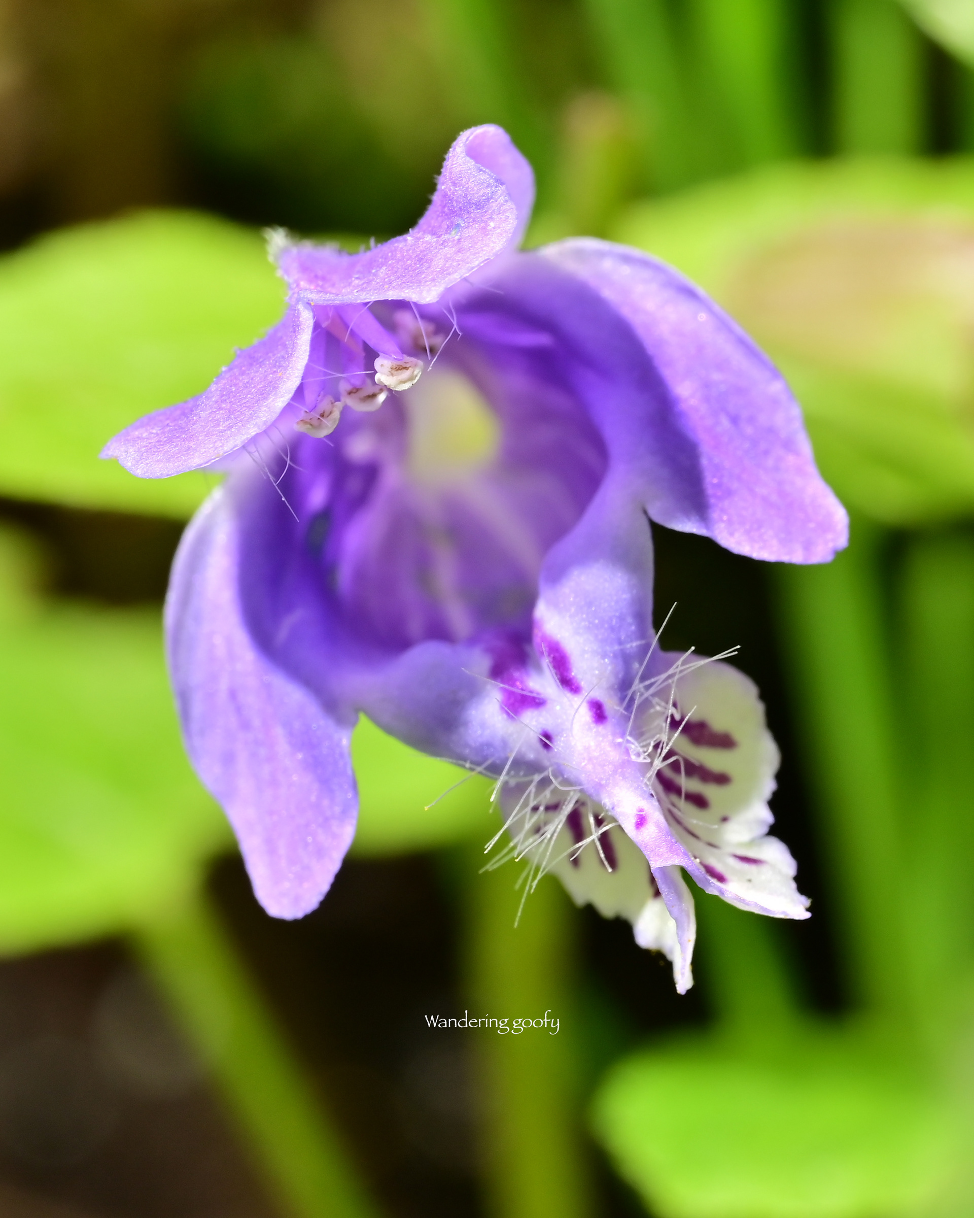 ラショウモンカズラ Meehania urticifolia