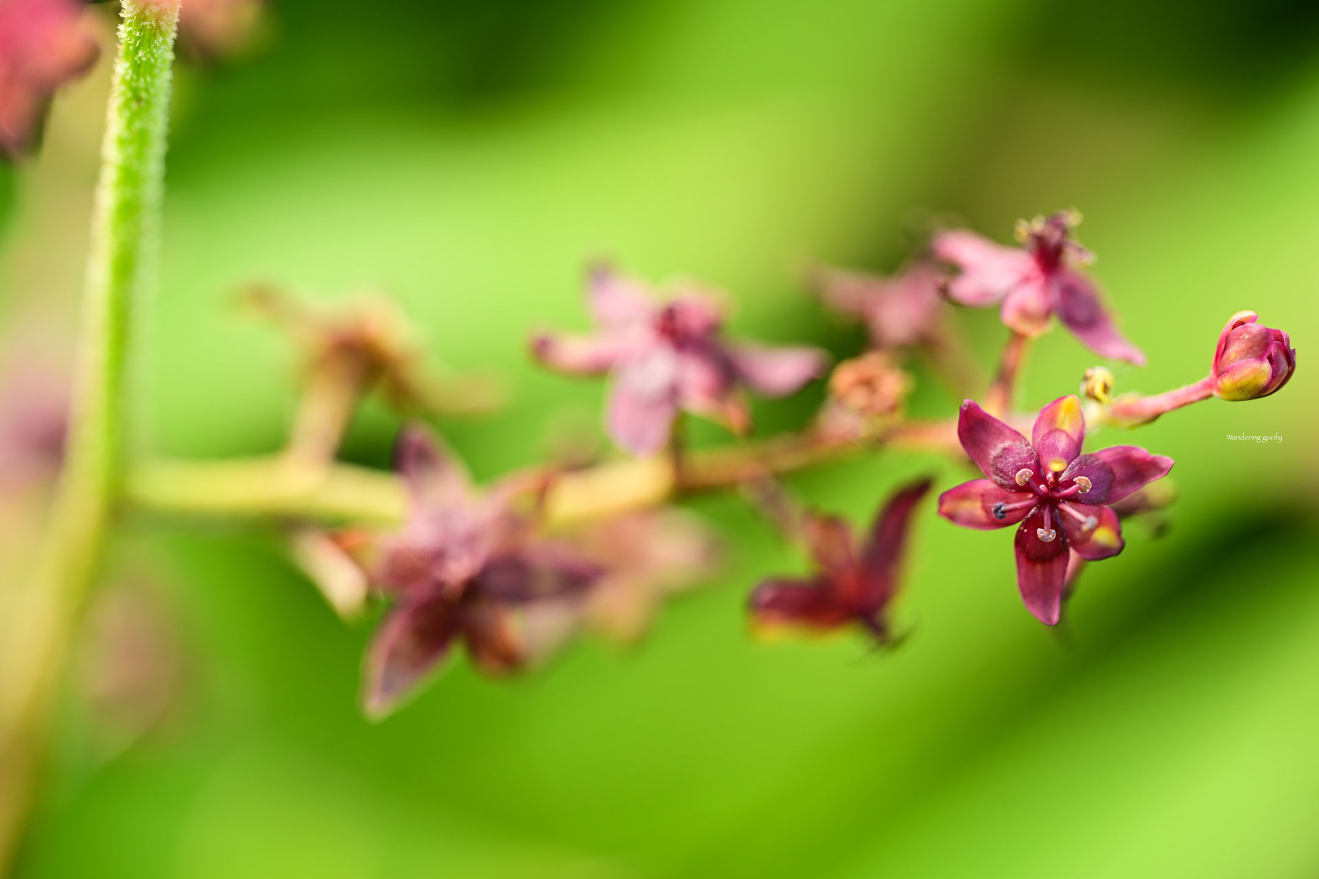 ホソバシュロソウ Veratrum maackii Regel