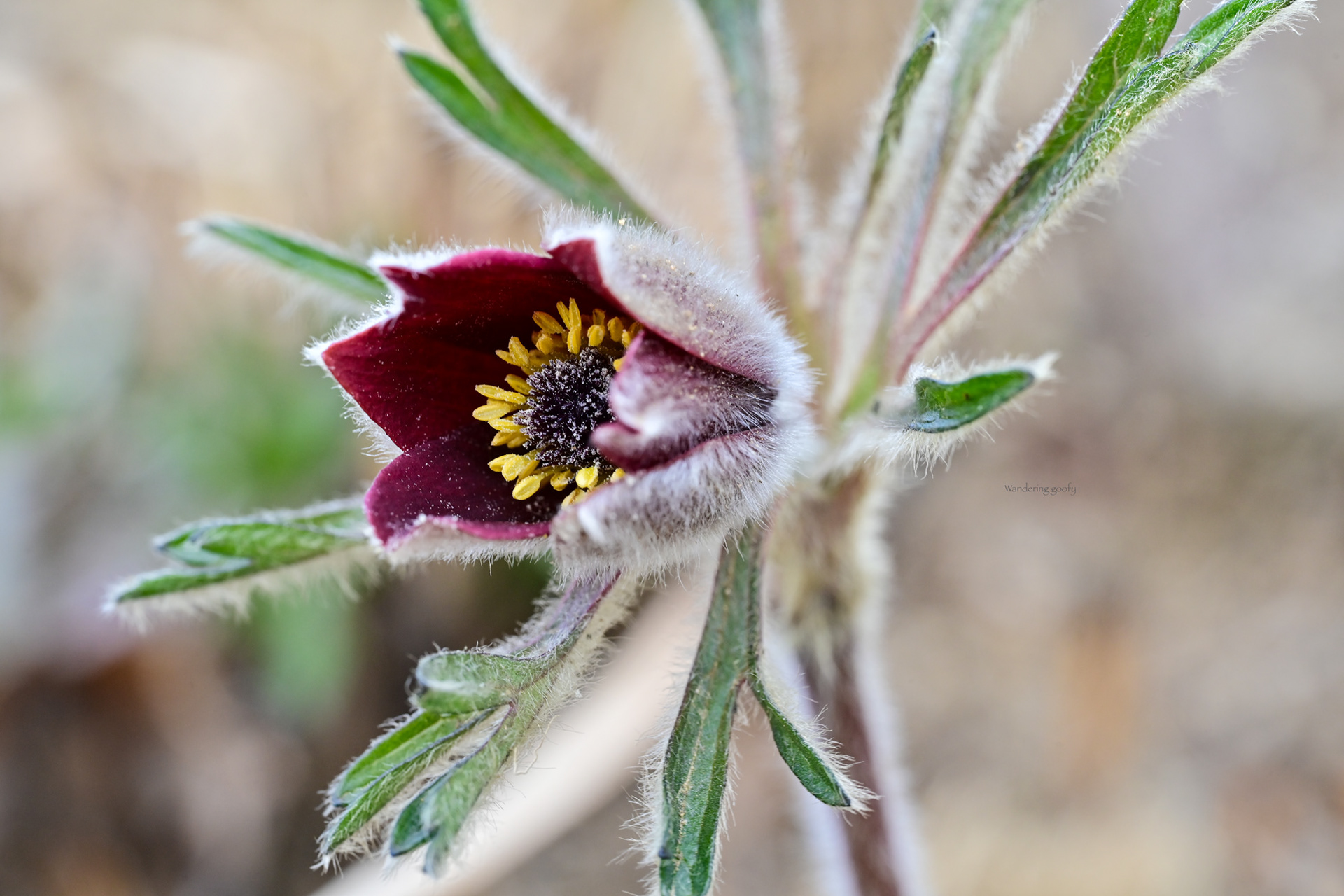オキナグサ Pulsatilla cernua