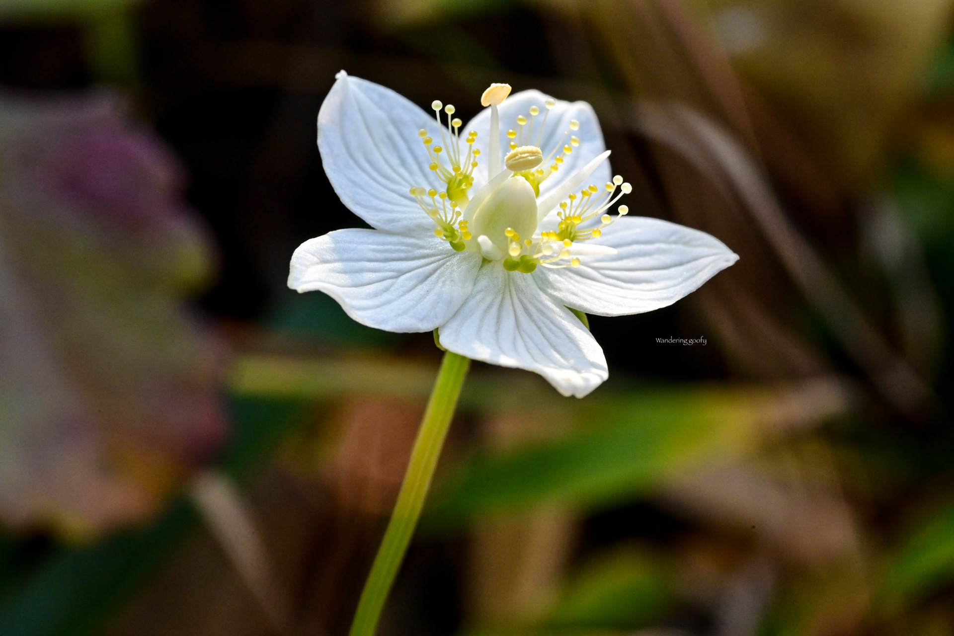 ウメバチソウ Parnassia palustris