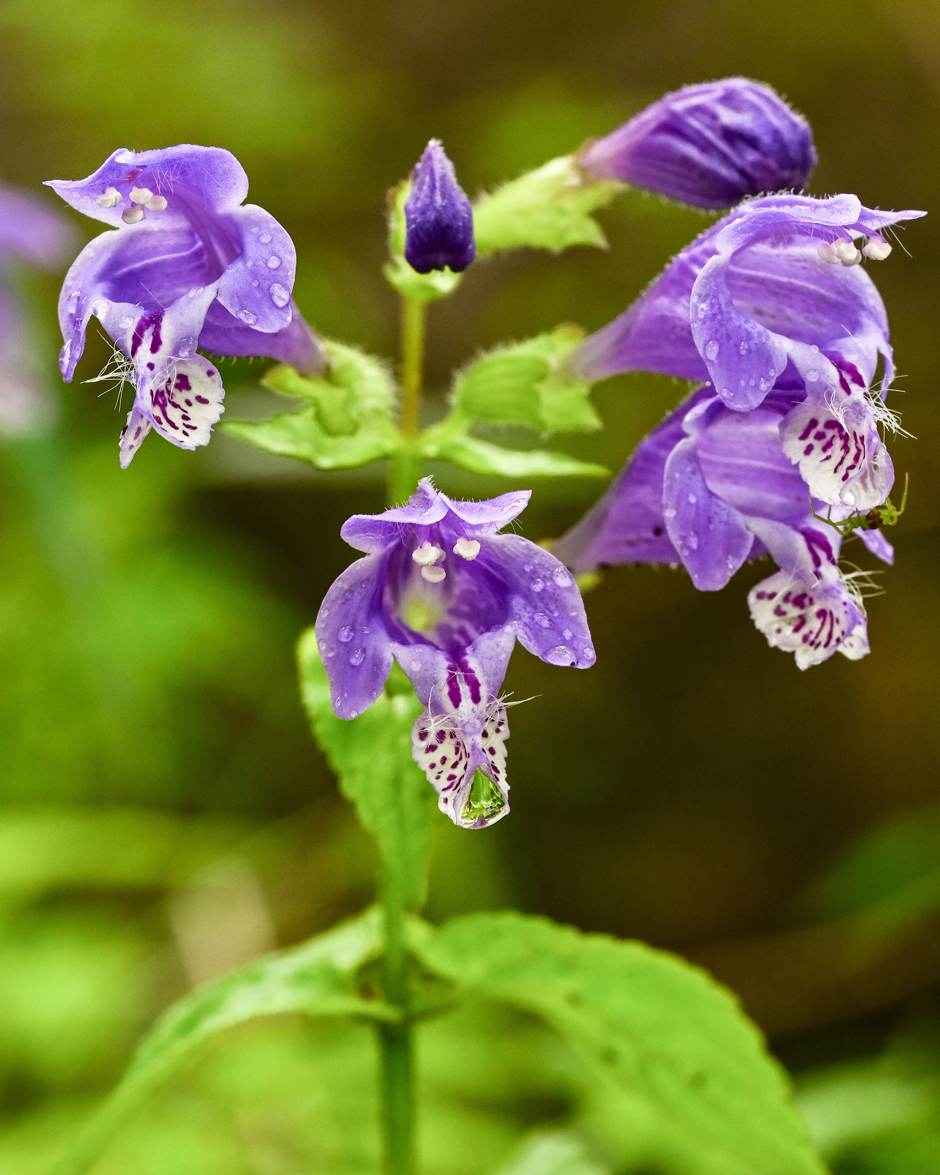ラショウモンカズラ Meehania urticifolia