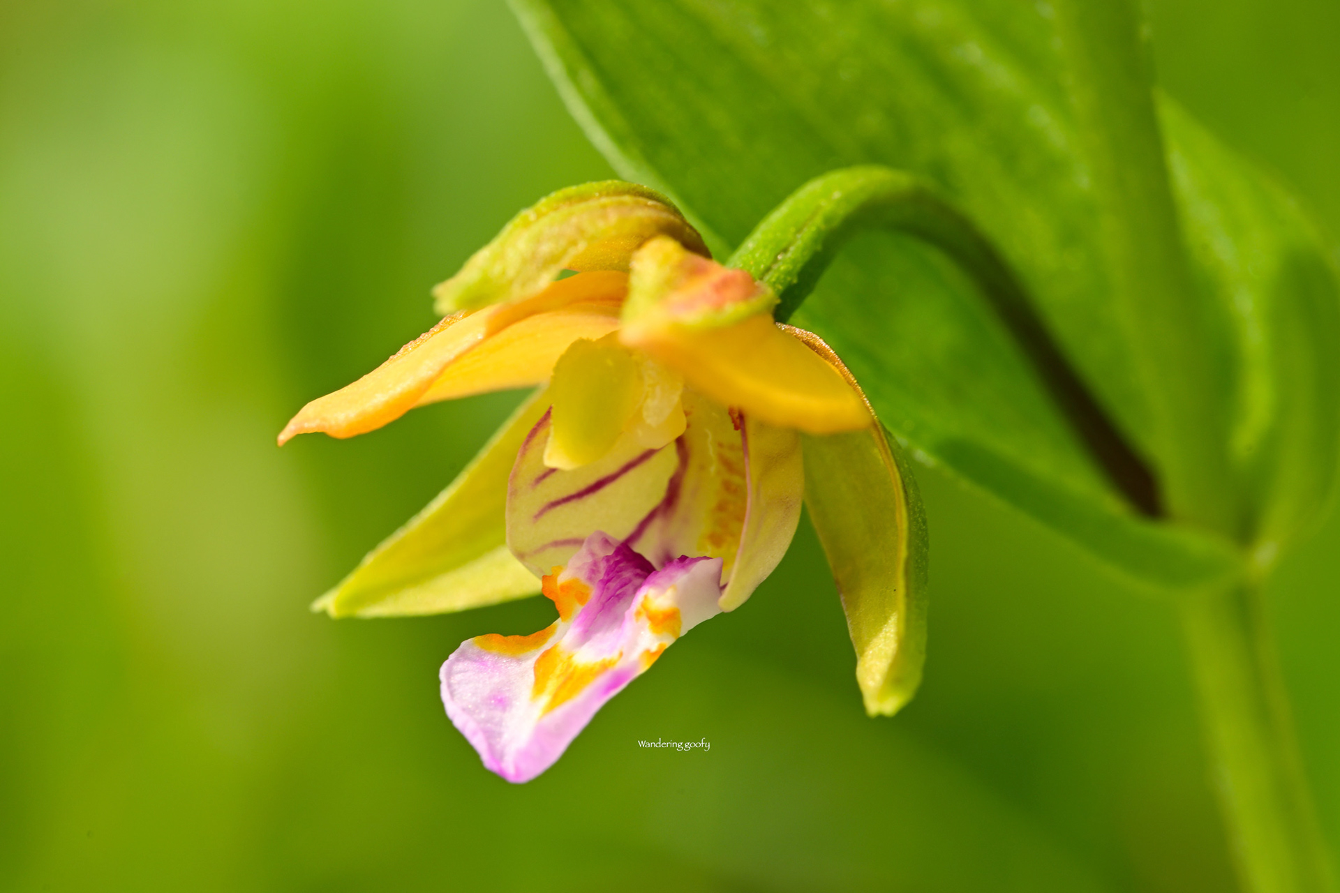 カキラン Epipactis thunbergii