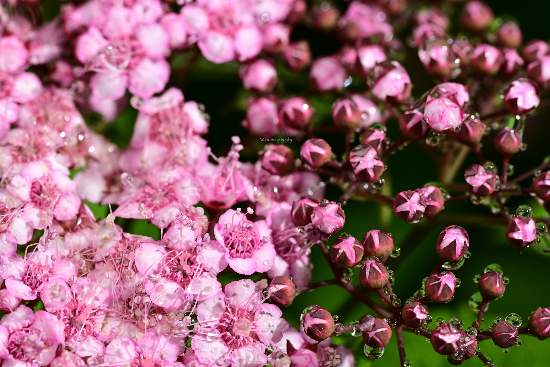 シモツケ Spiraea japonica