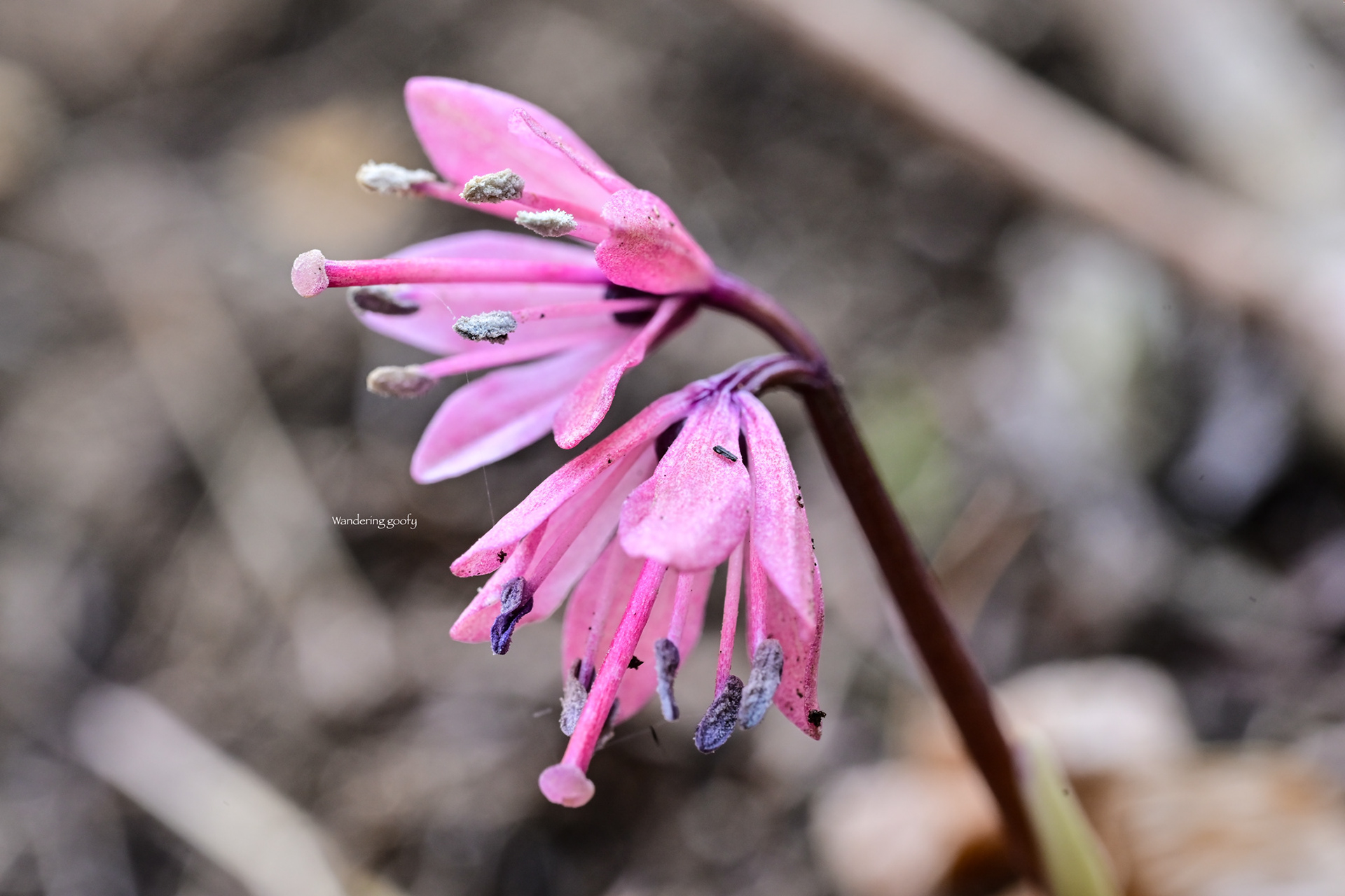 ツクシショウジョウバカマ Heloniopsis breviscapa
