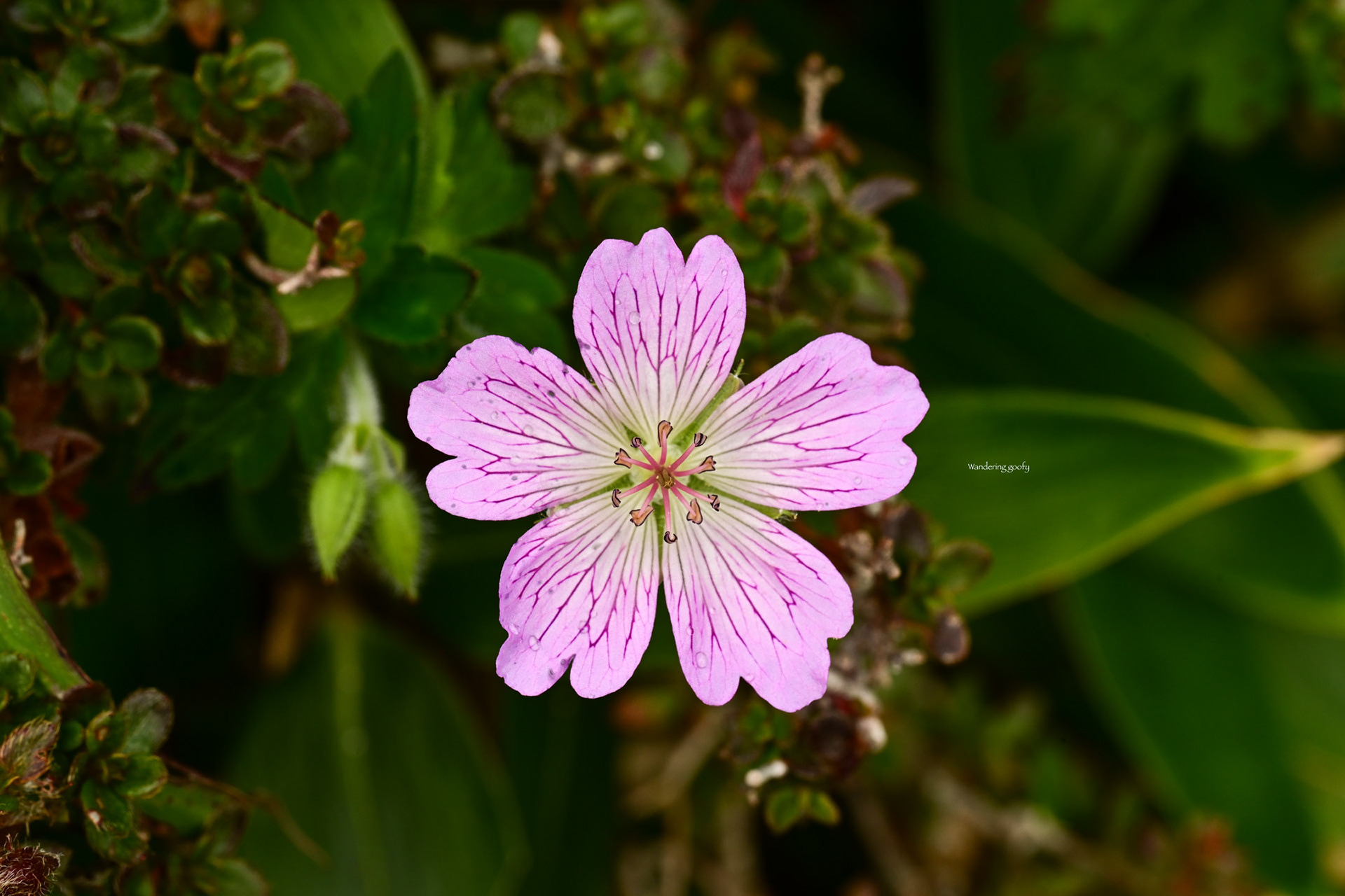 イヨフウロ Geranium shikokianum